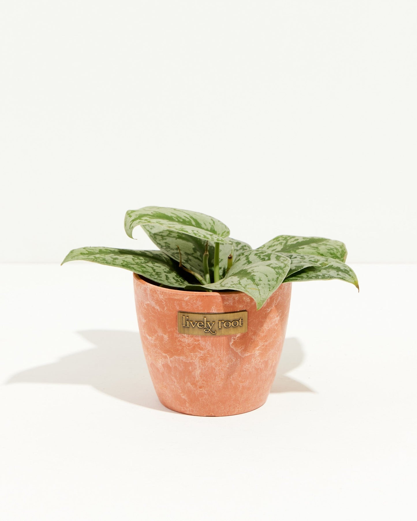 Silver Satin Pothos
