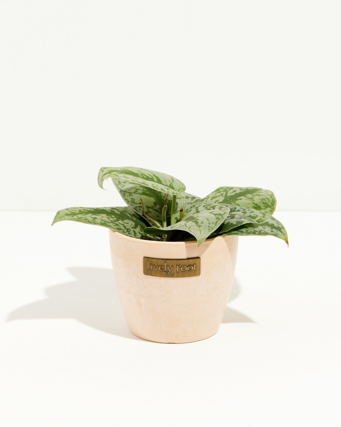 Silver Satin Pothos