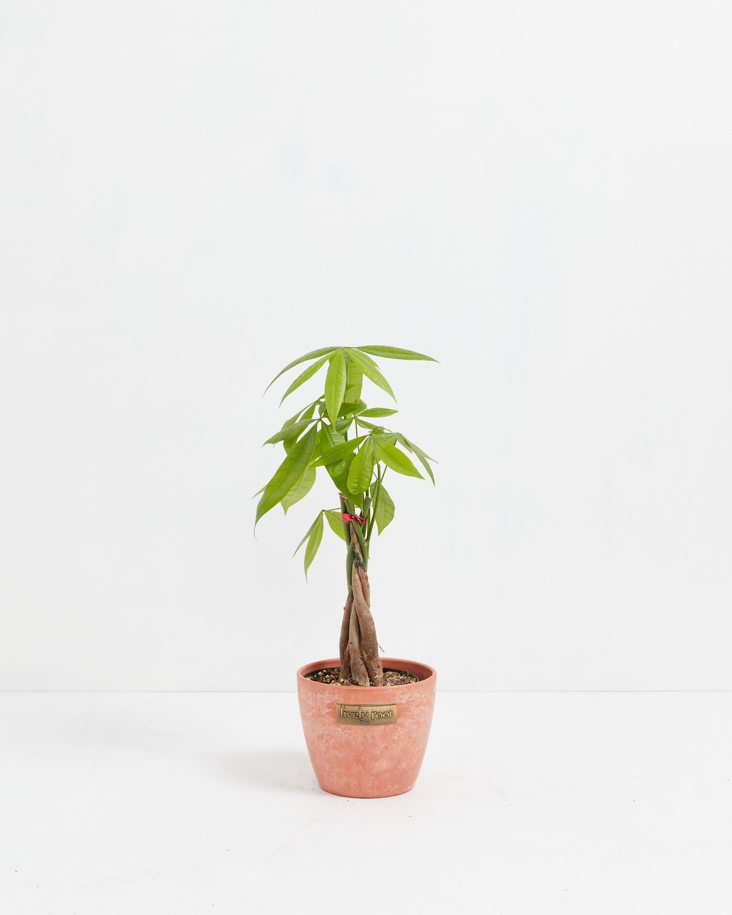 Money Tree Plant