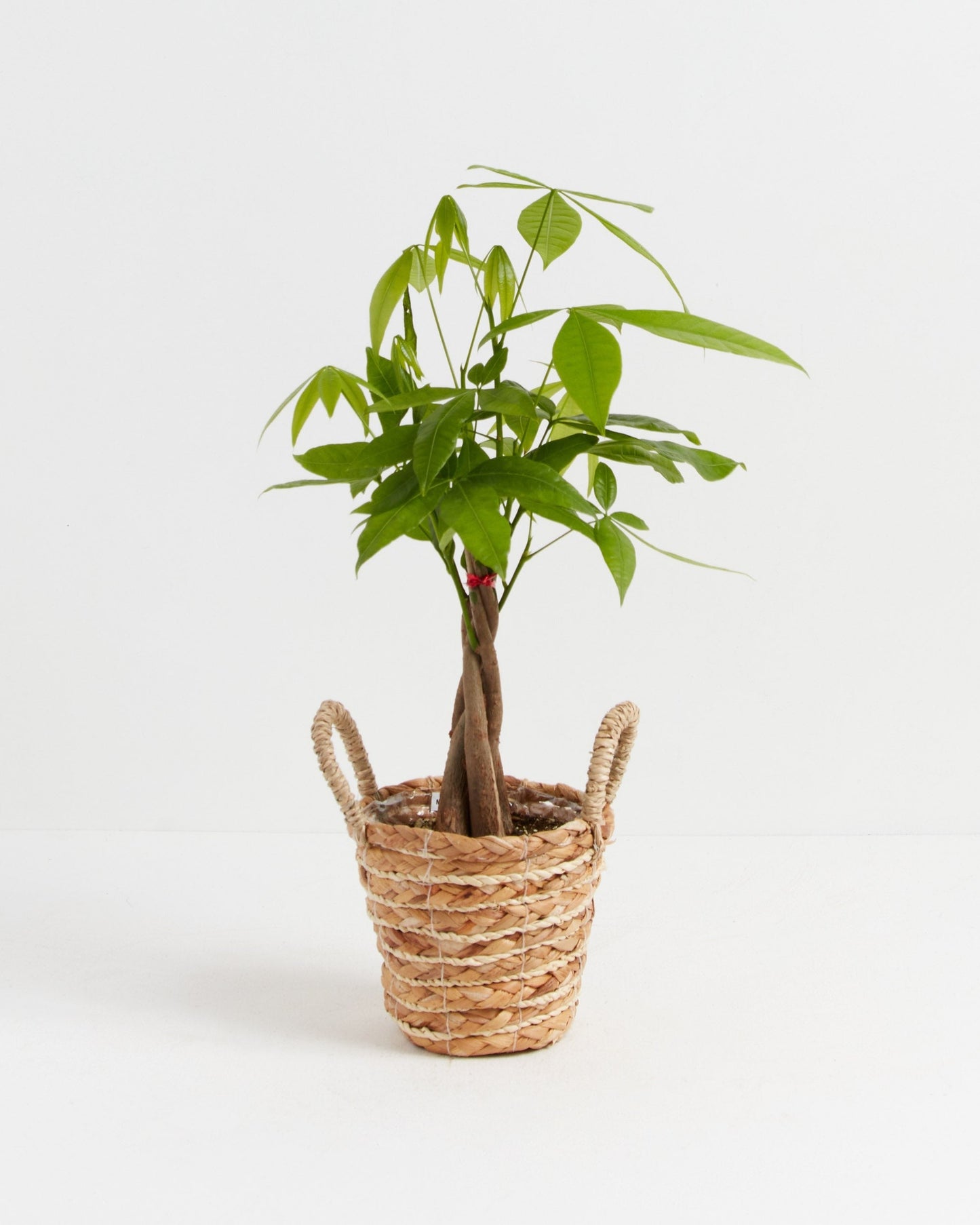 Money Tree Plant