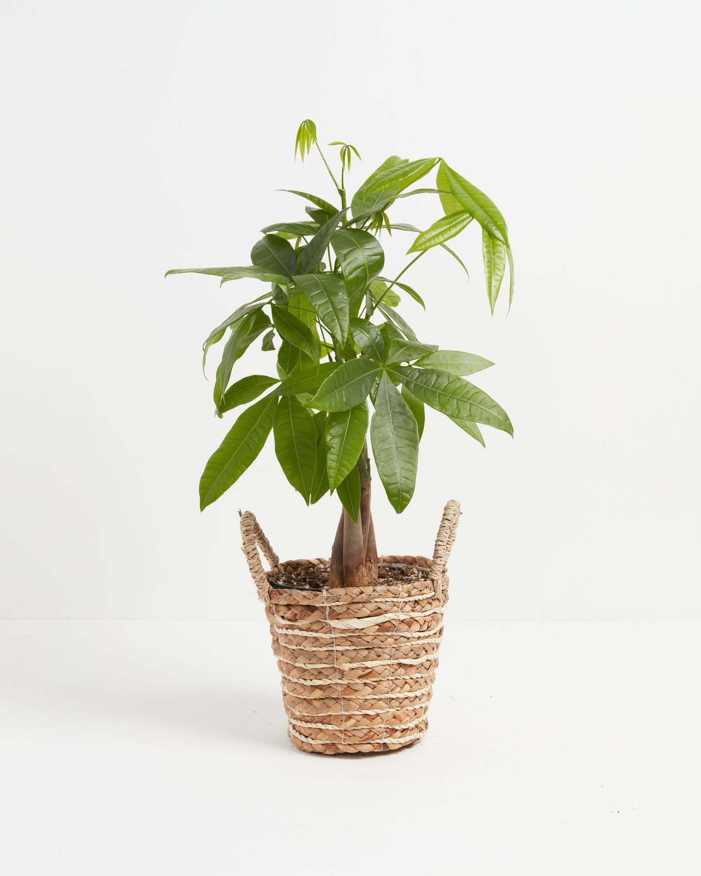 Money Tree Plant