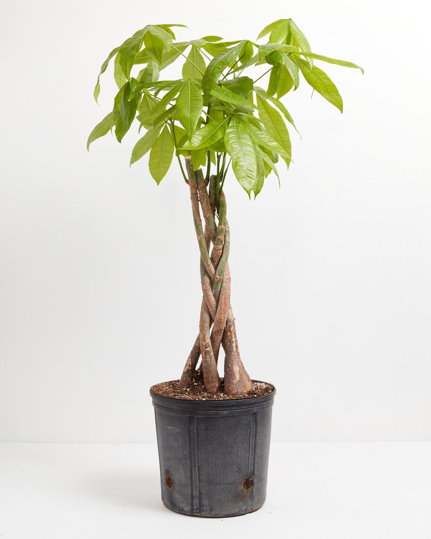 Money Tree, Lively Root, Plant, Size, Extra Large, ,