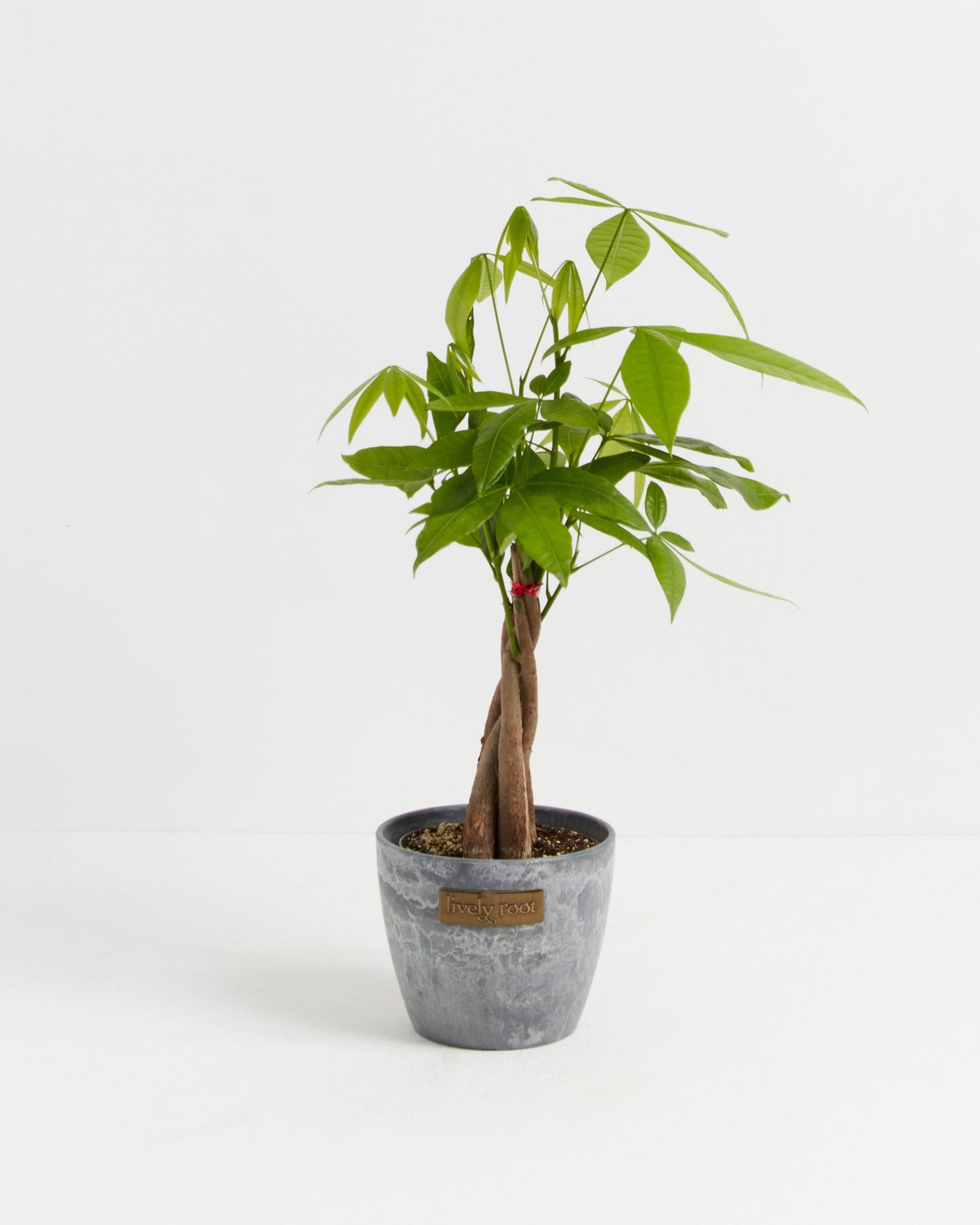 Money Tree Plant