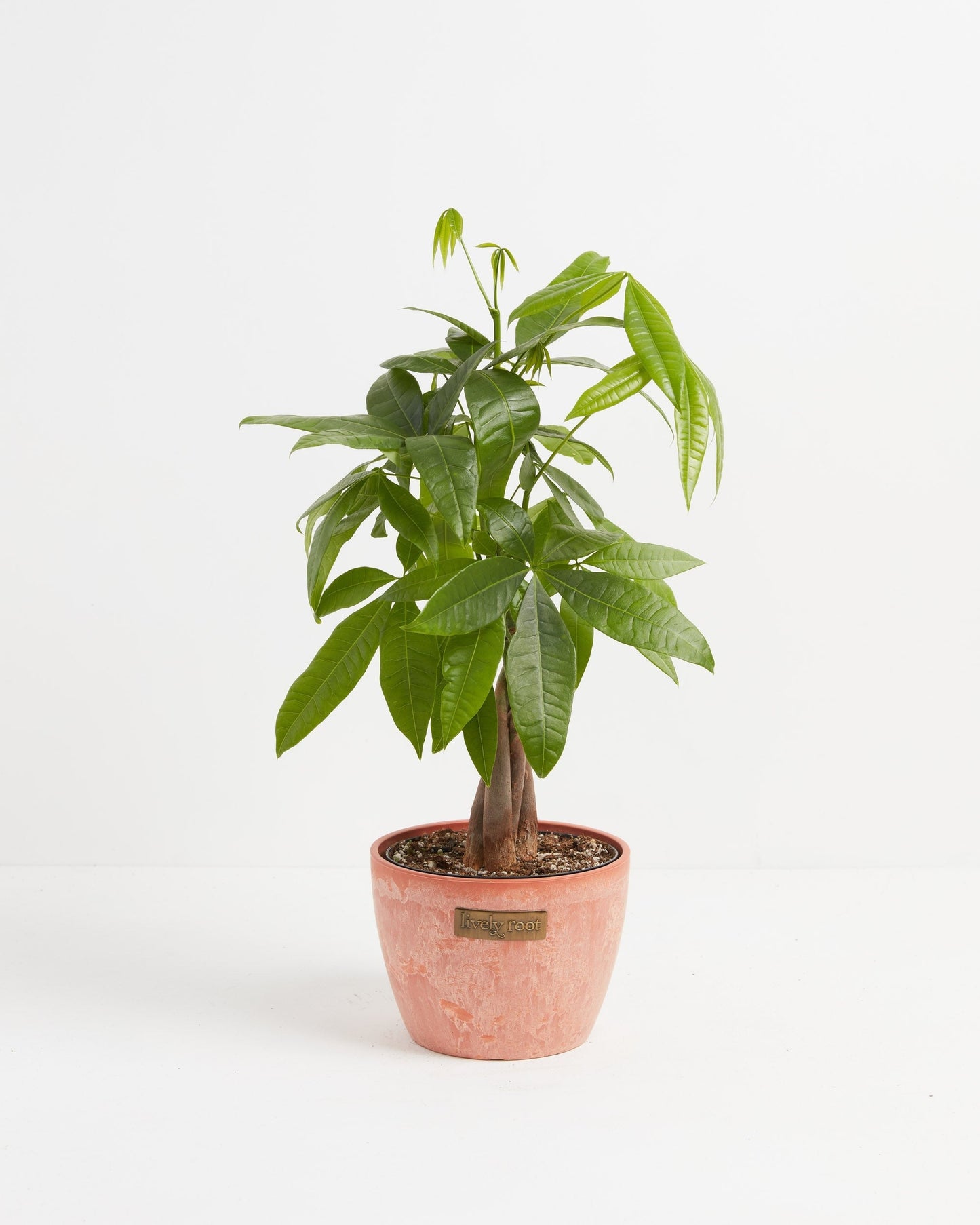 Money Tree Plant