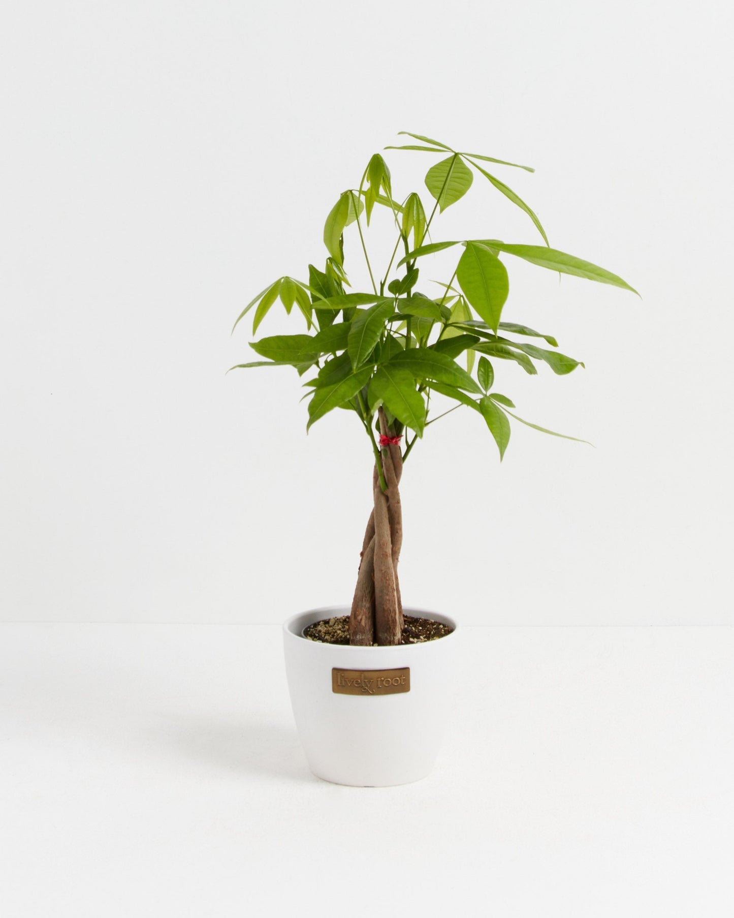 Money Tree Plant