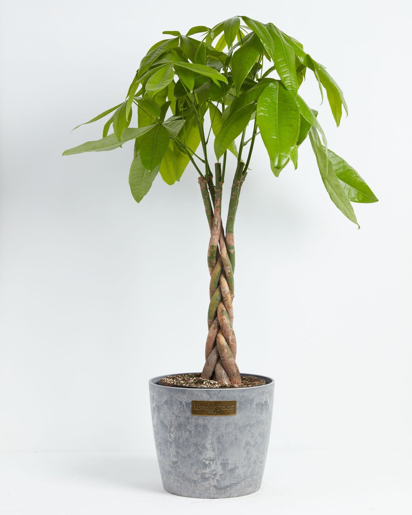 Money Tree Plant