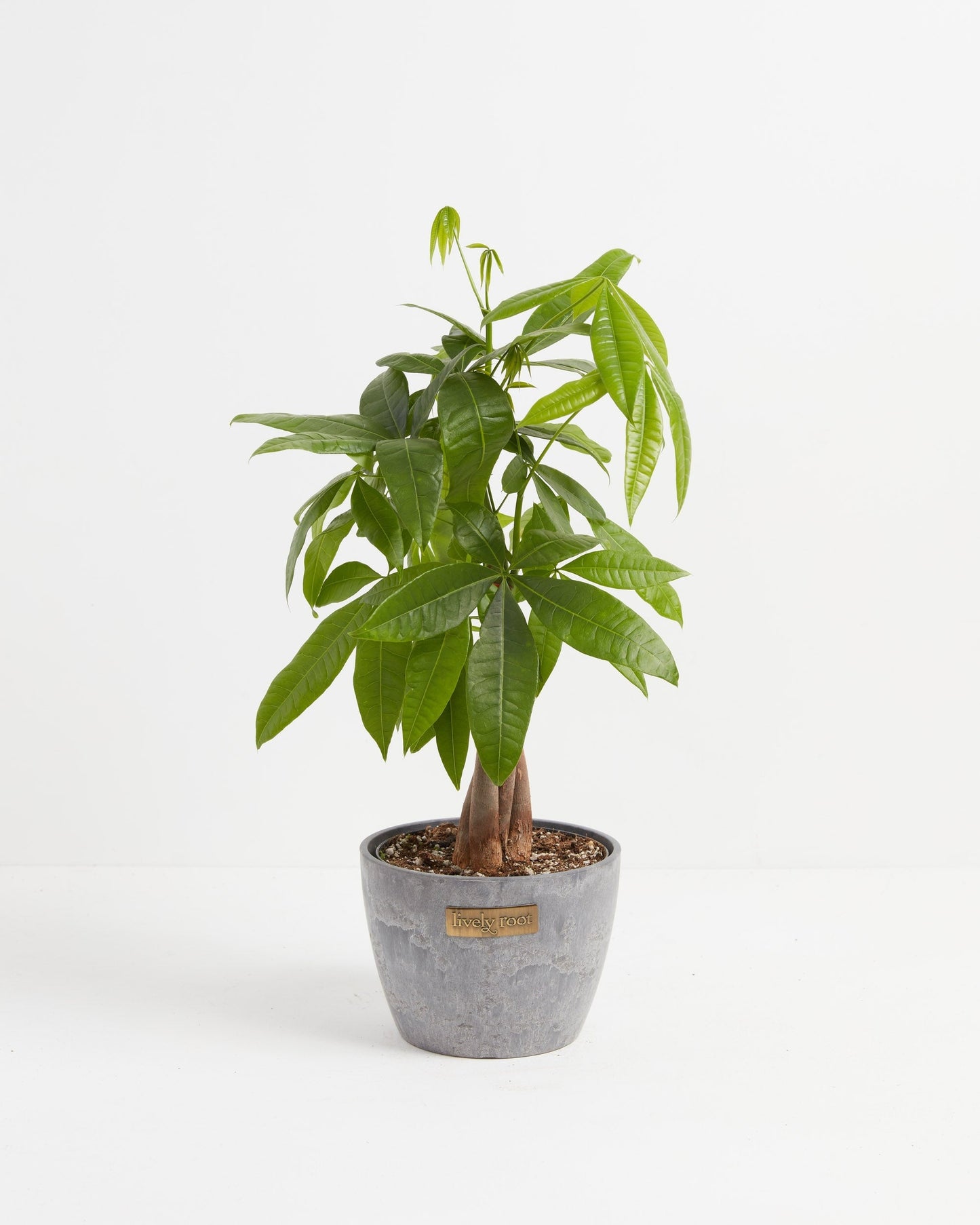 Money Tree Plant