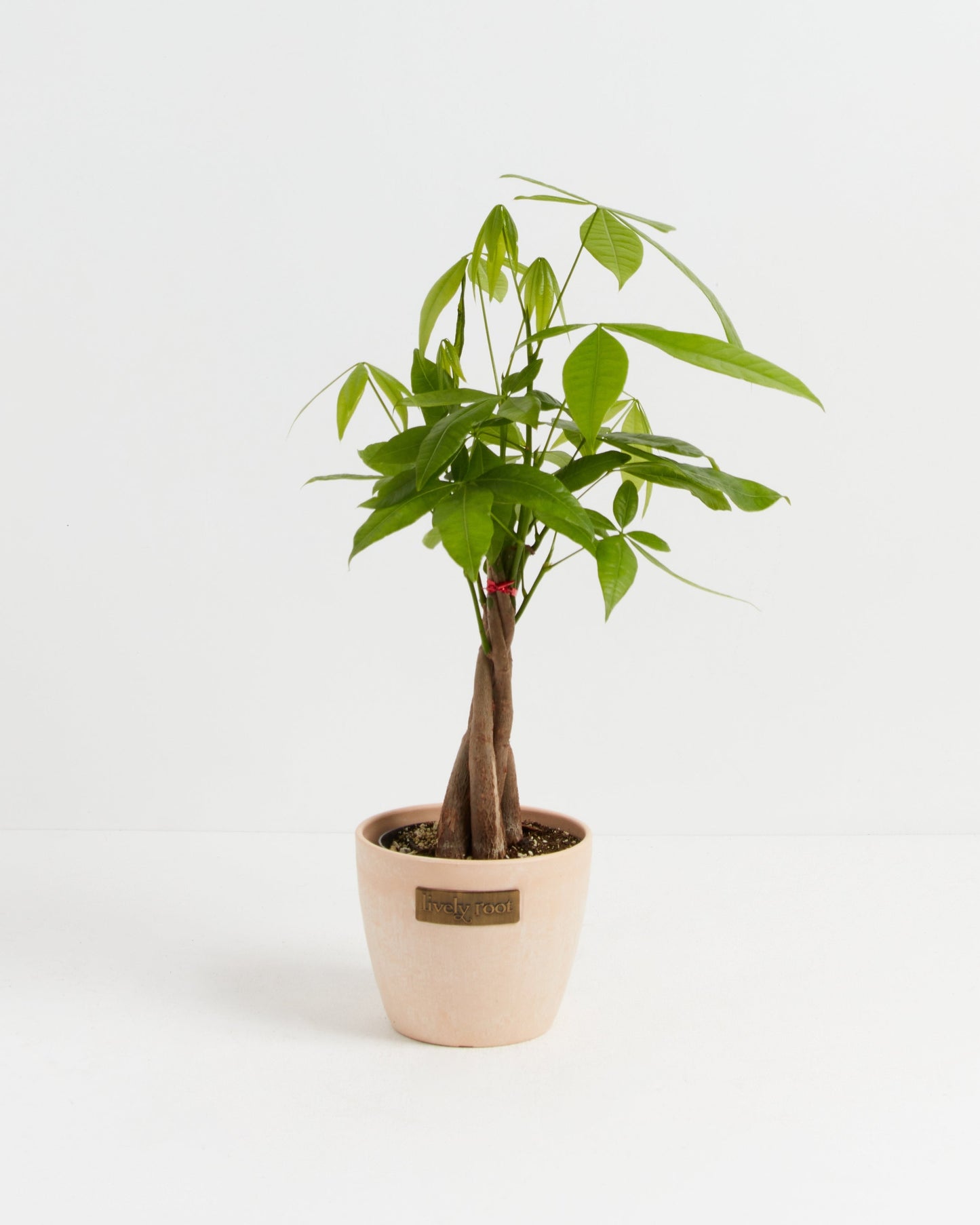 Money Tree Plant