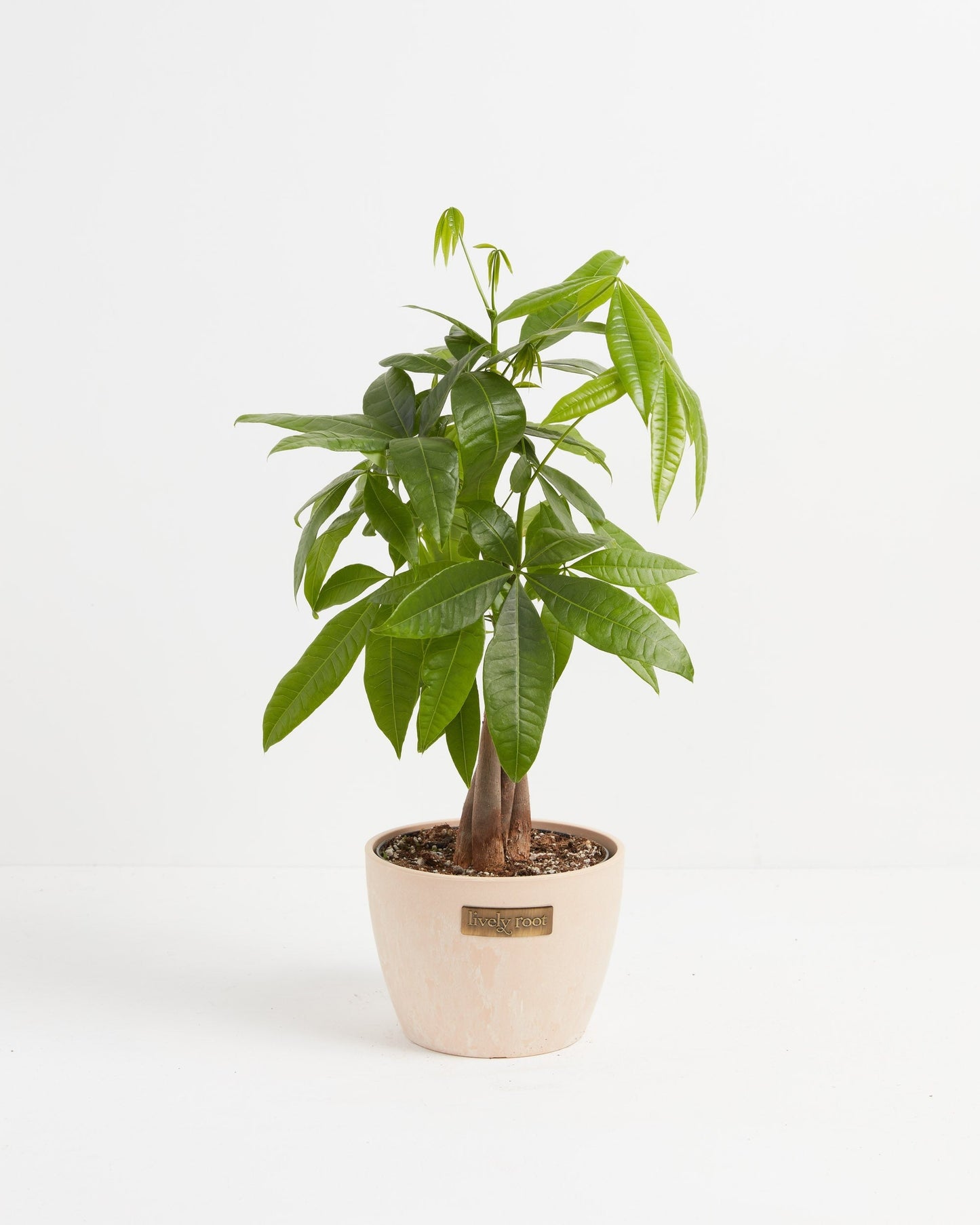 Money Tree Plant