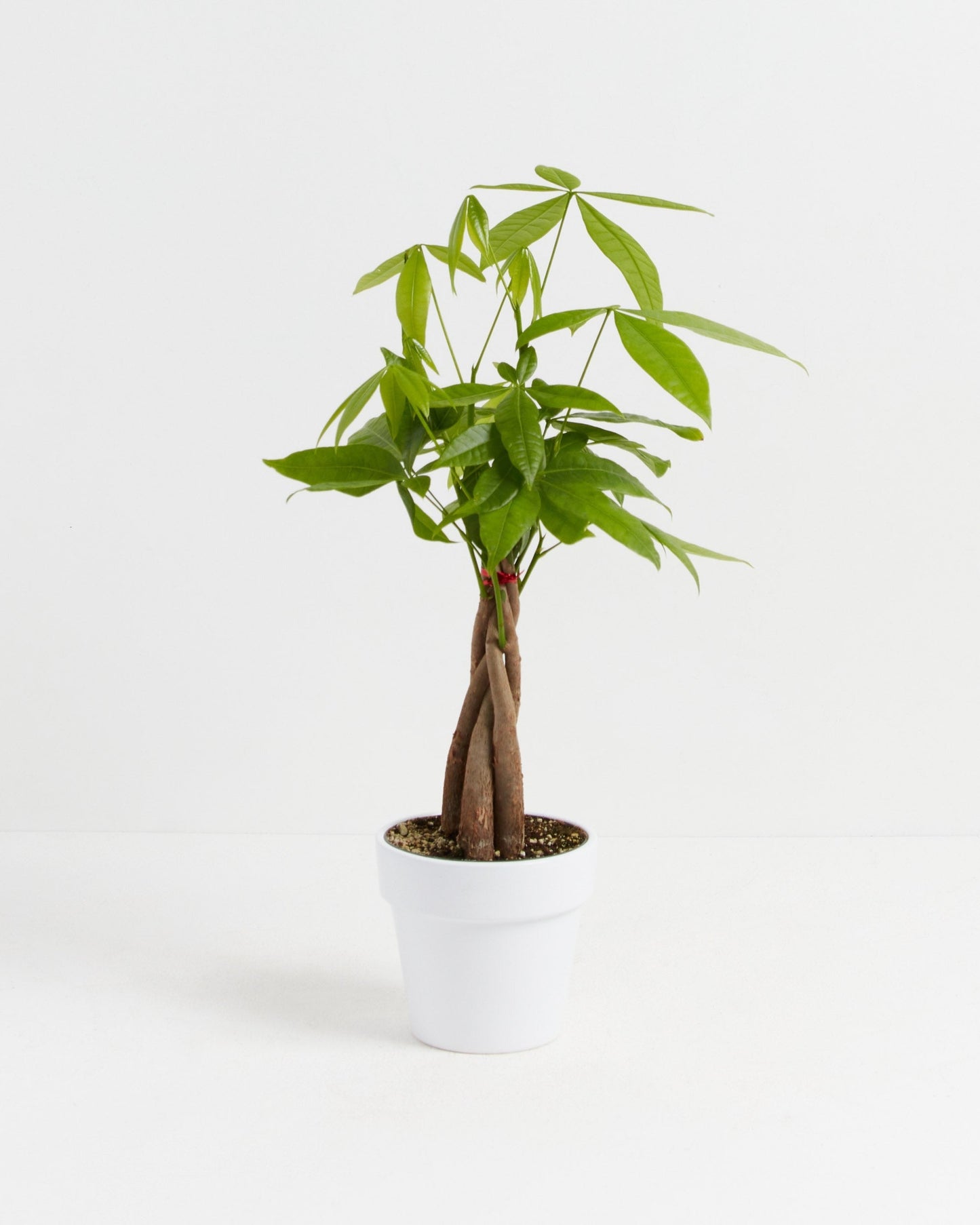 Money Tree Plant