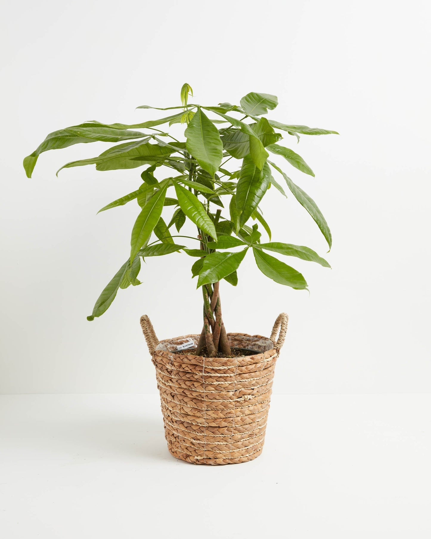 Money Tree Plant