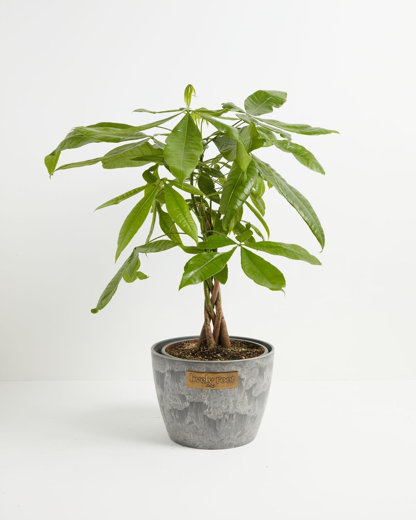 Money Tree Plant