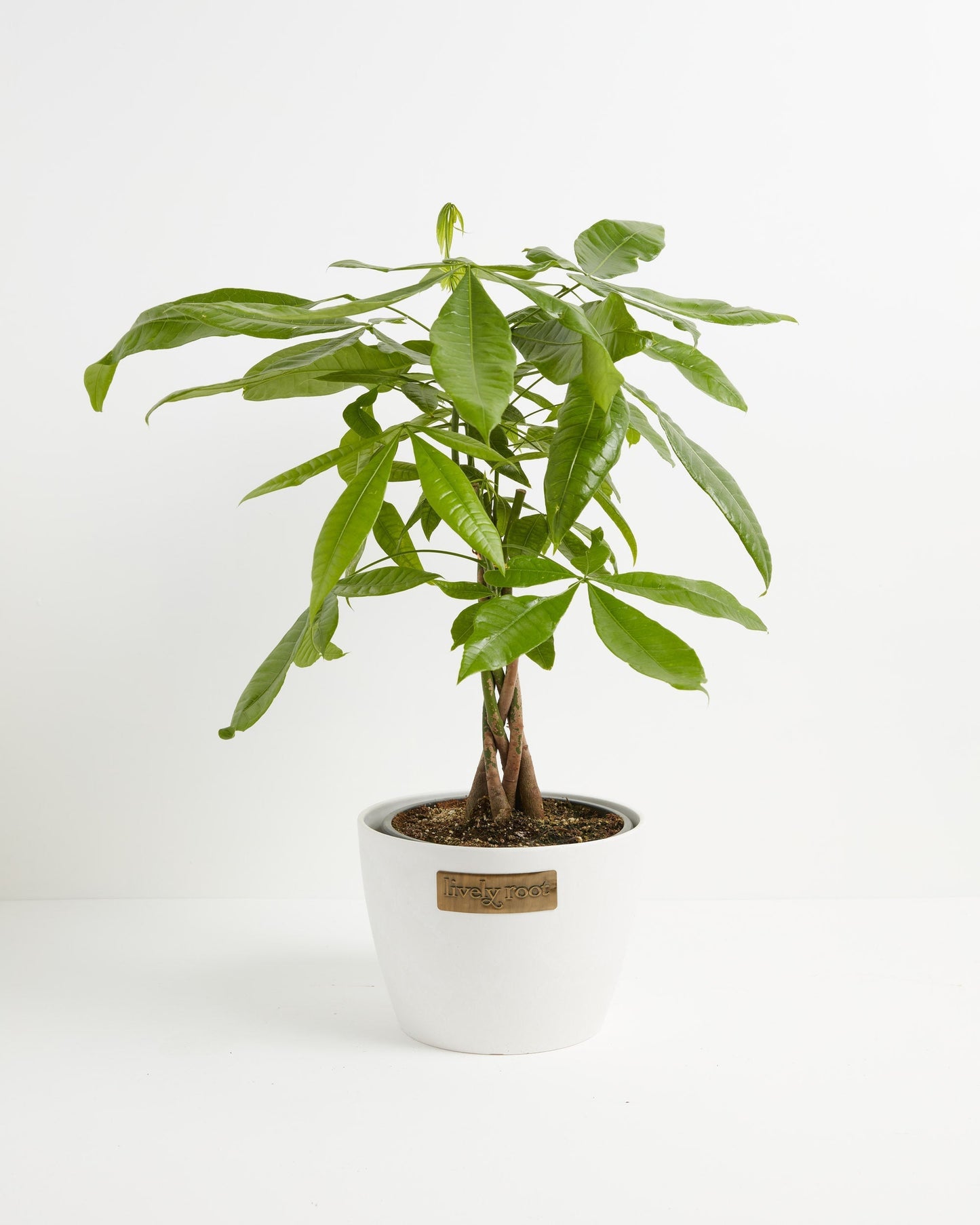 Money Tree Plant