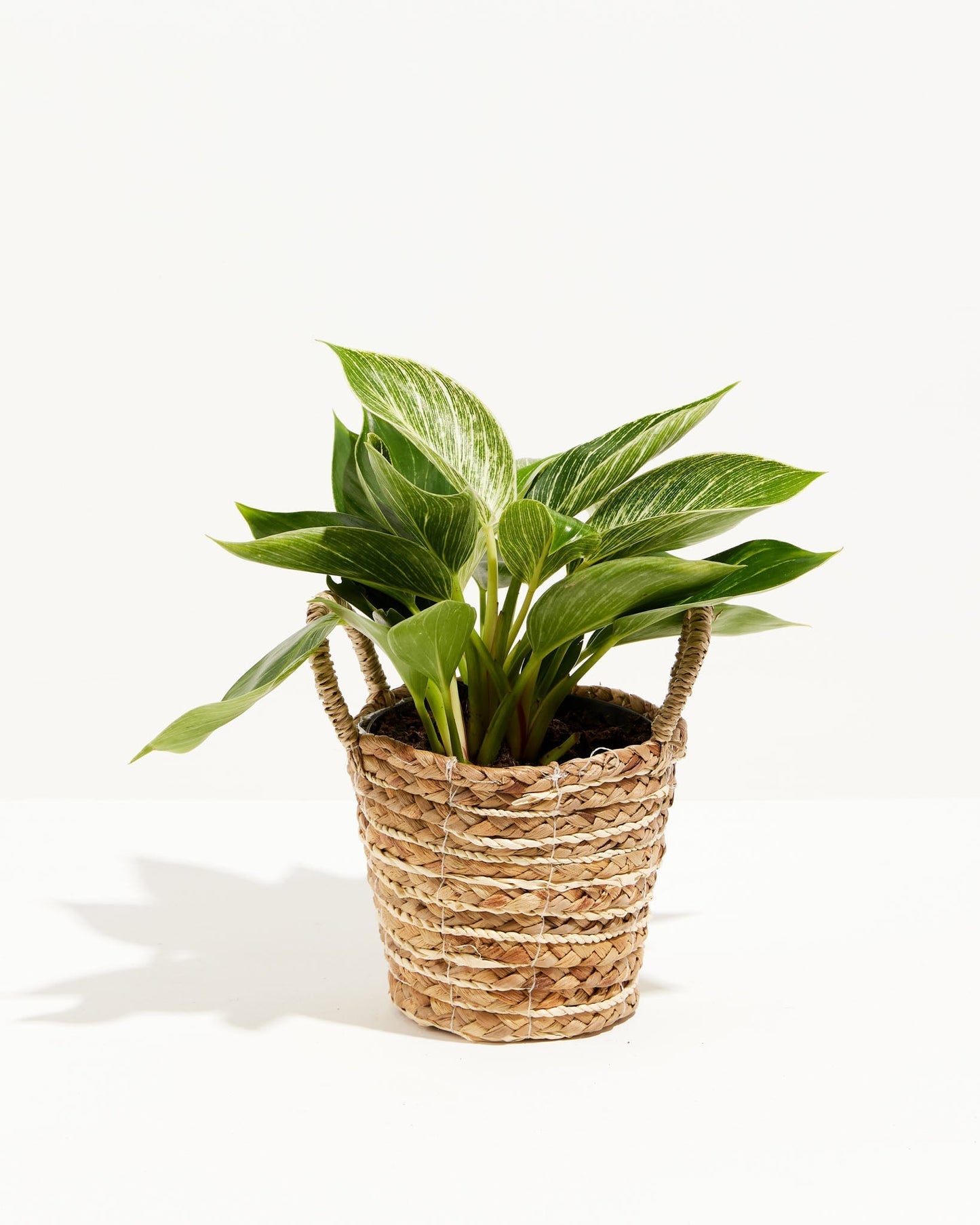 Philodendron Birkin
