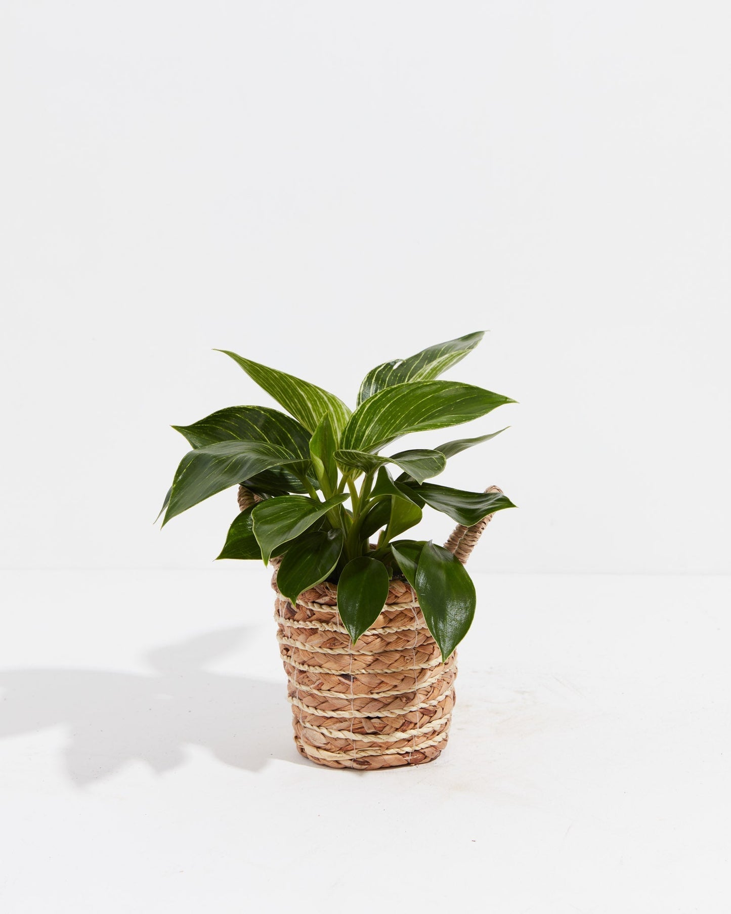 Philodendron Birkin