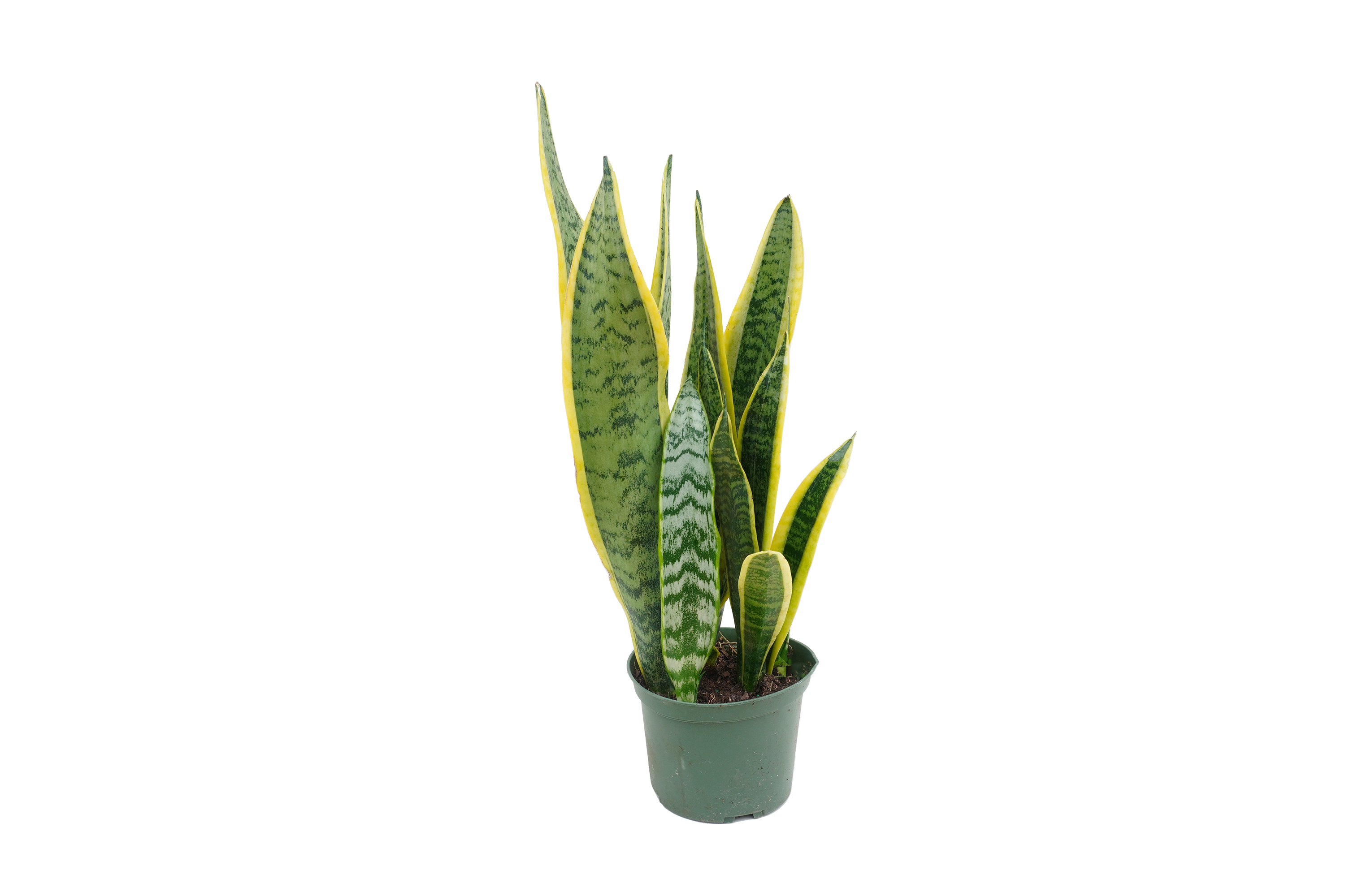 SANSEVIERIA LAURENTI M14 45CM (LENGUA DE SUEGRA)