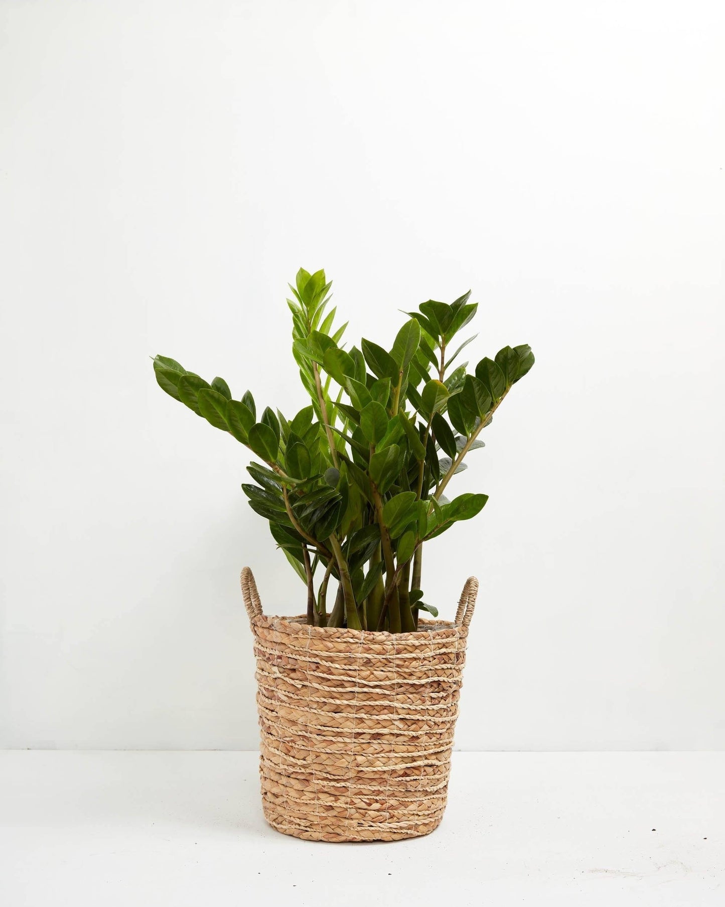 ZZ Plant
