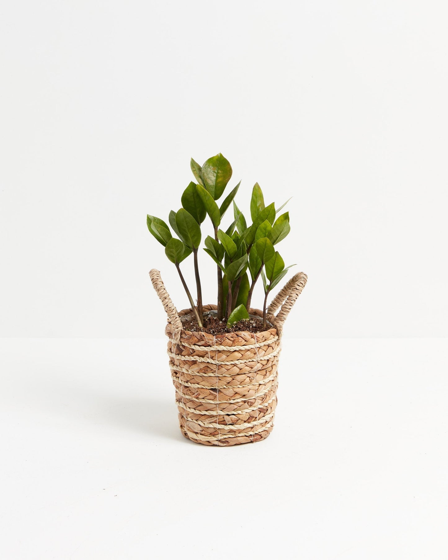 ZZ Plant