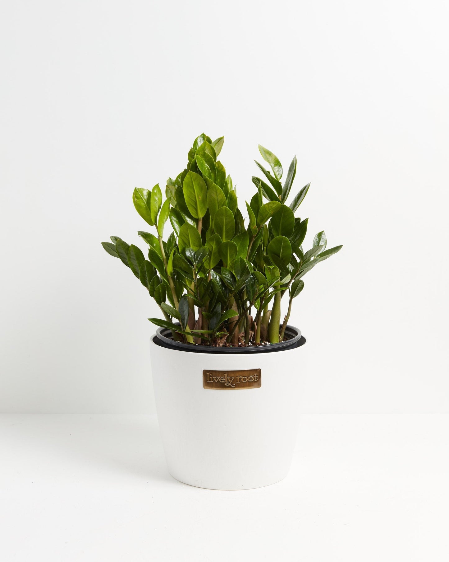 ZZ Plant