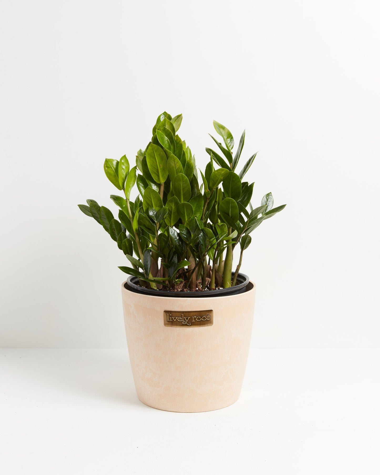 ZZ Plant