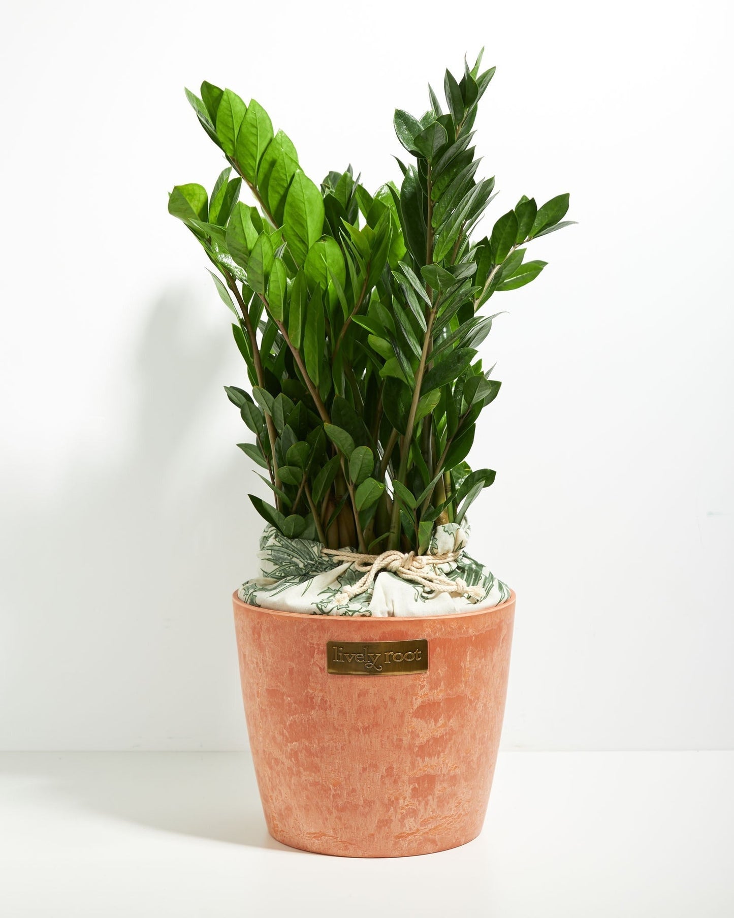 ZZ Plant