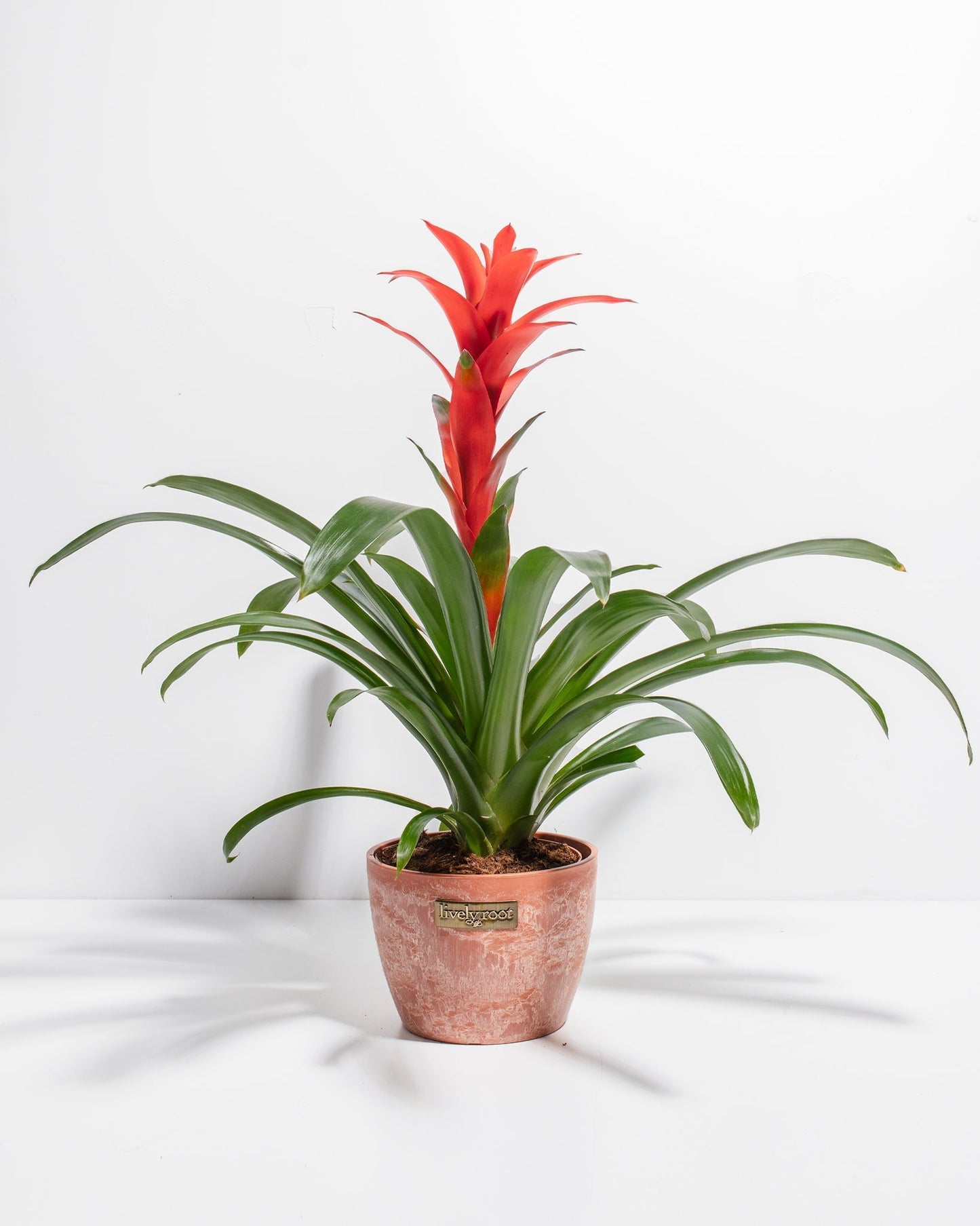 Bromeliad Guzmania