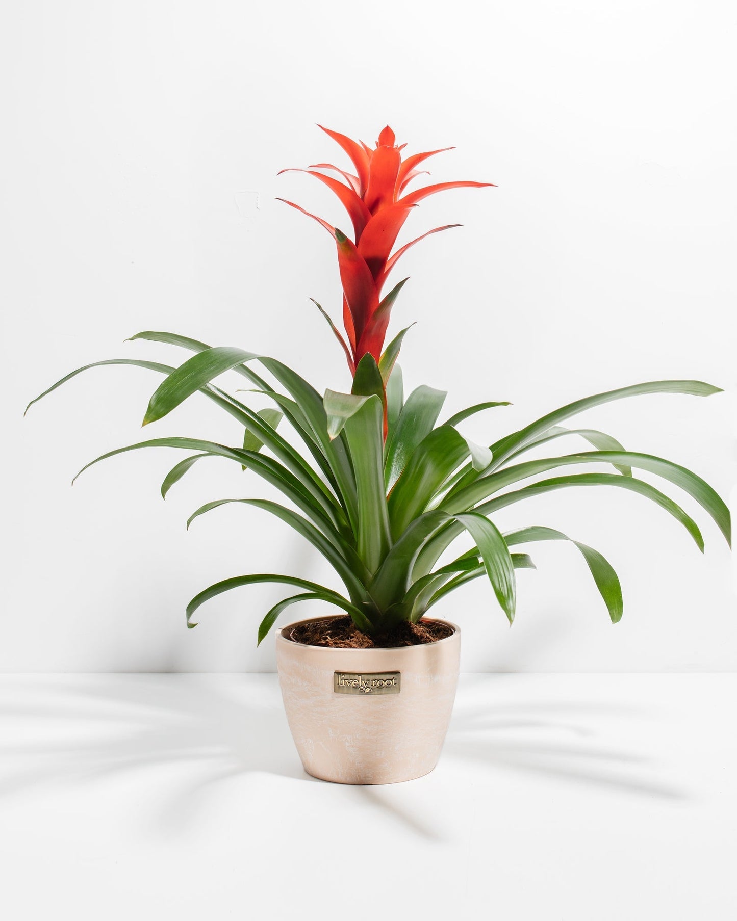 Bromeliad Guzmania