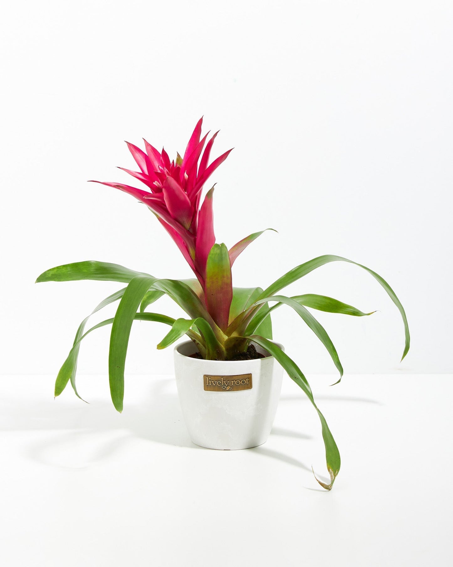 Bromeliad Guzmania