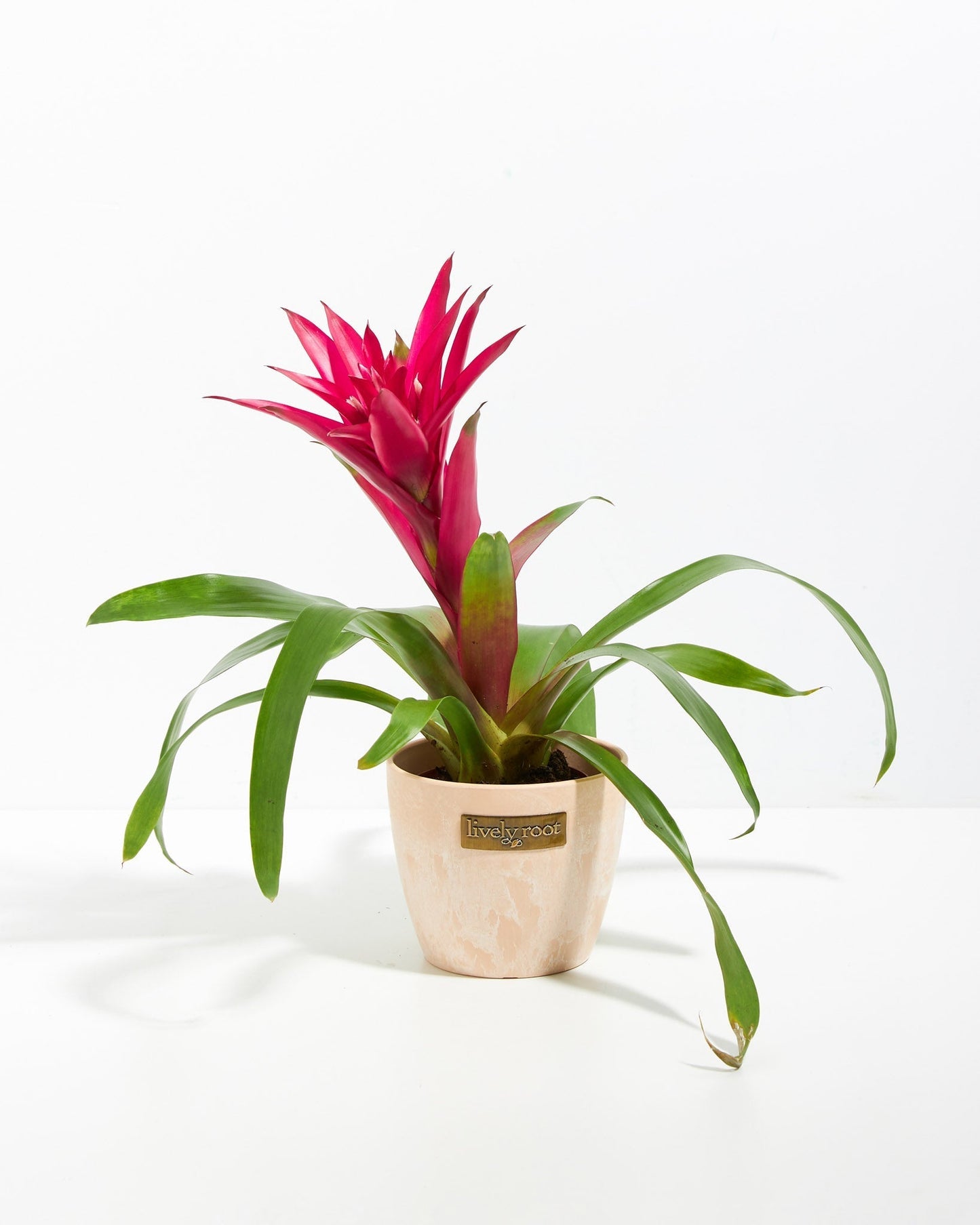 Bromeliad Guzmania