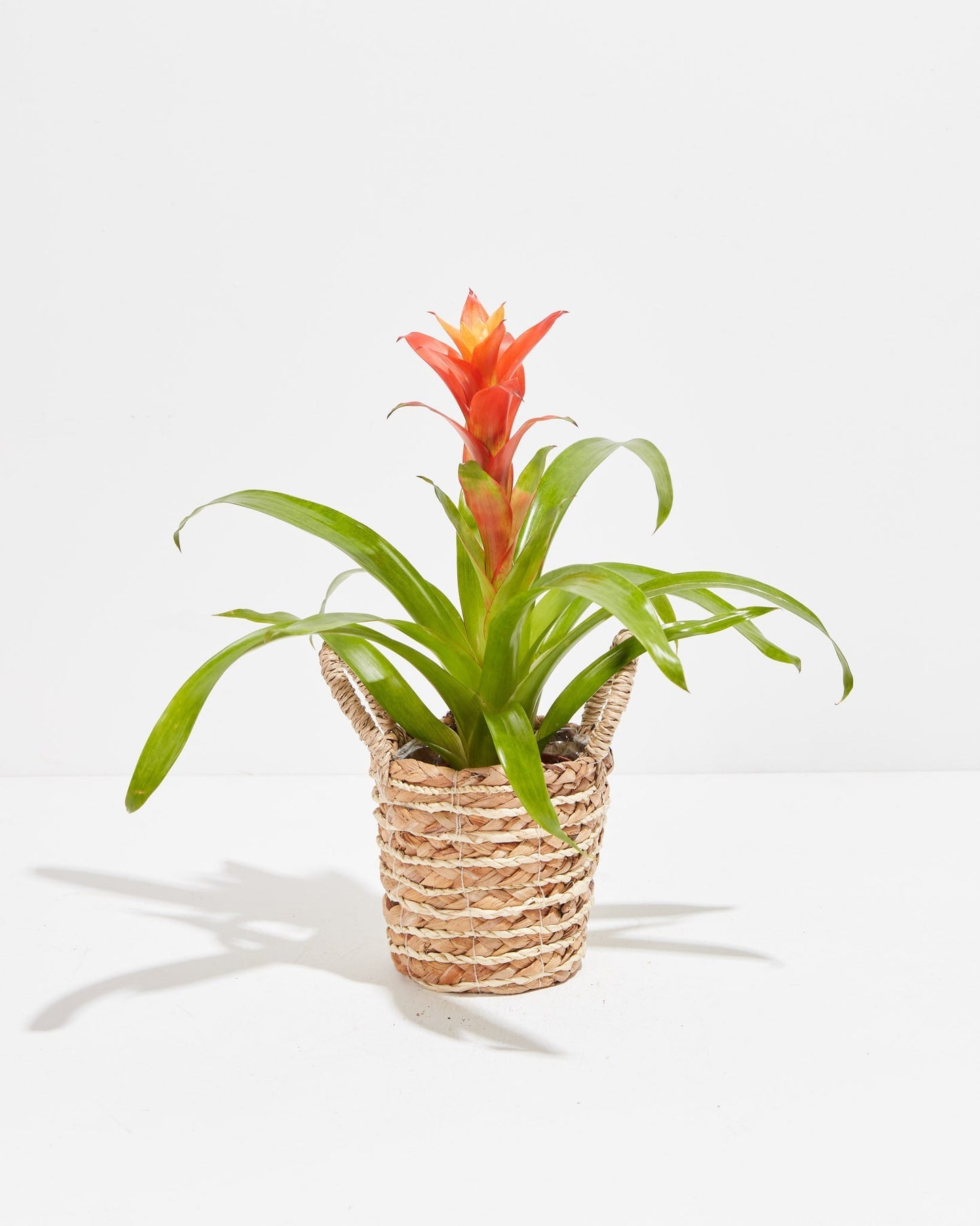 Bromeliad Guzmania