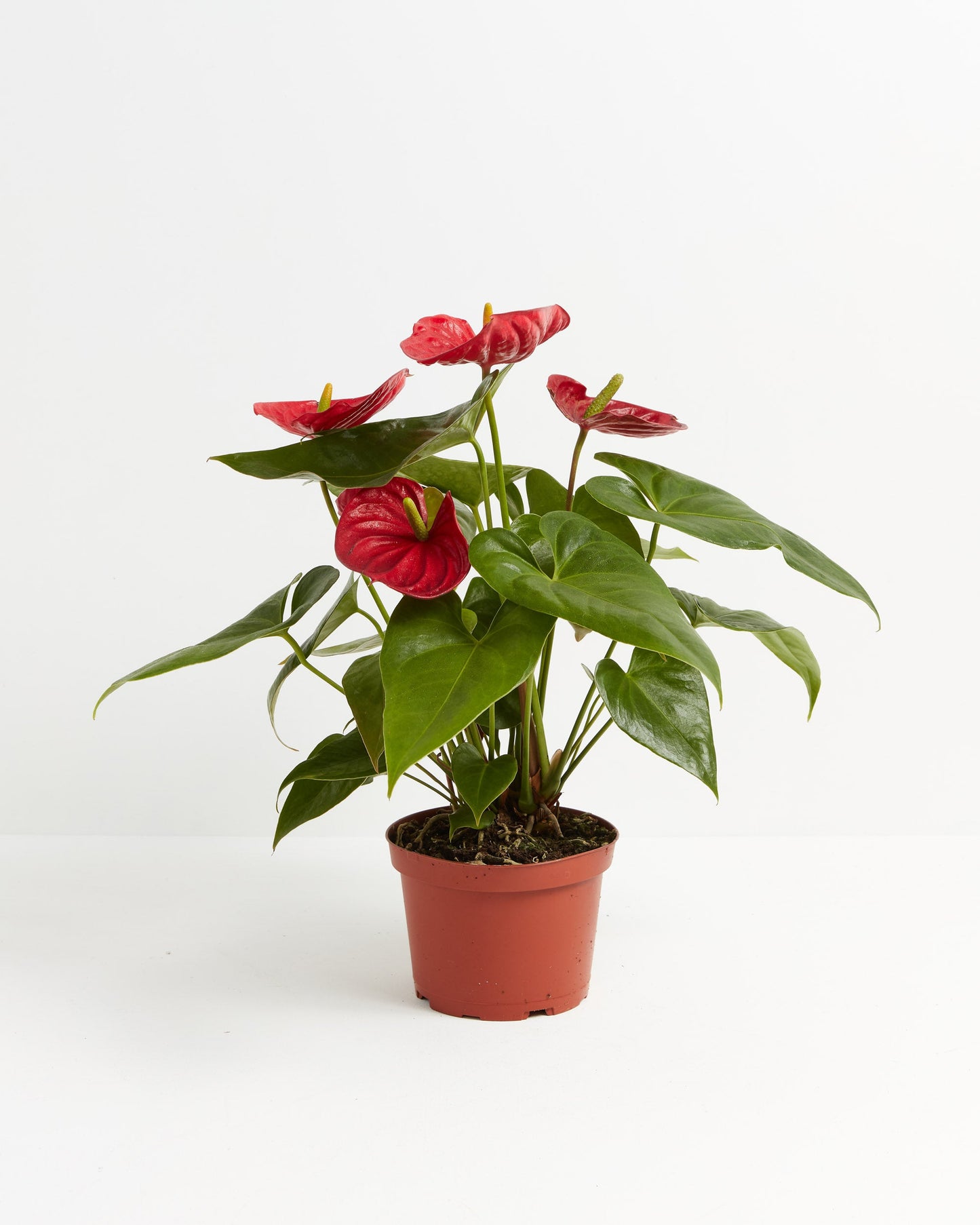 Flamingo Flower, Lively Root, Plant, , , ,