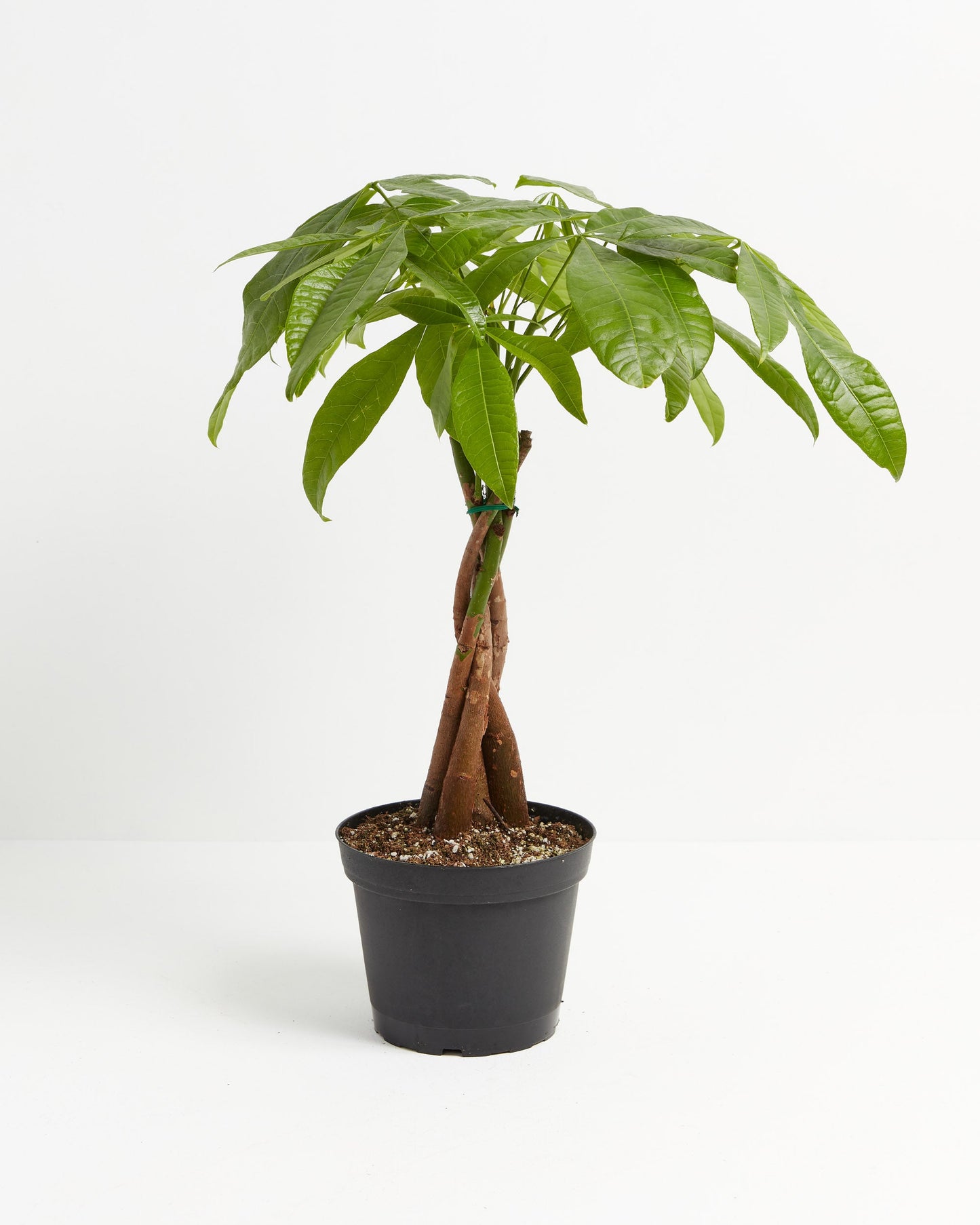 Money Tree, Lively Root, Plant, Size, Medium, ,