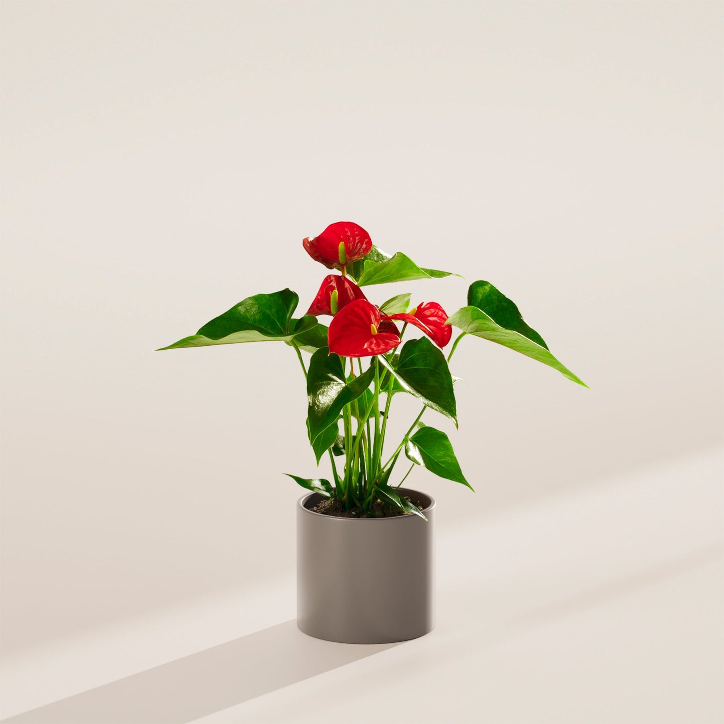 Flamingo Flower