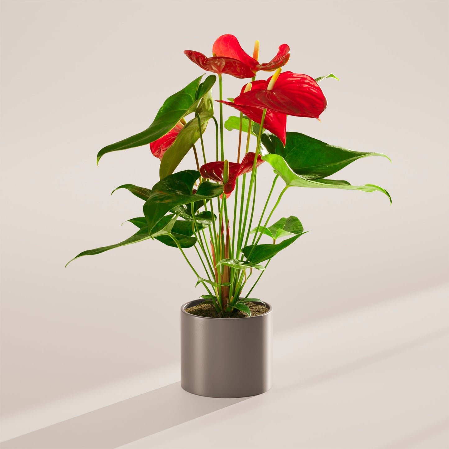 Flamingo Flower