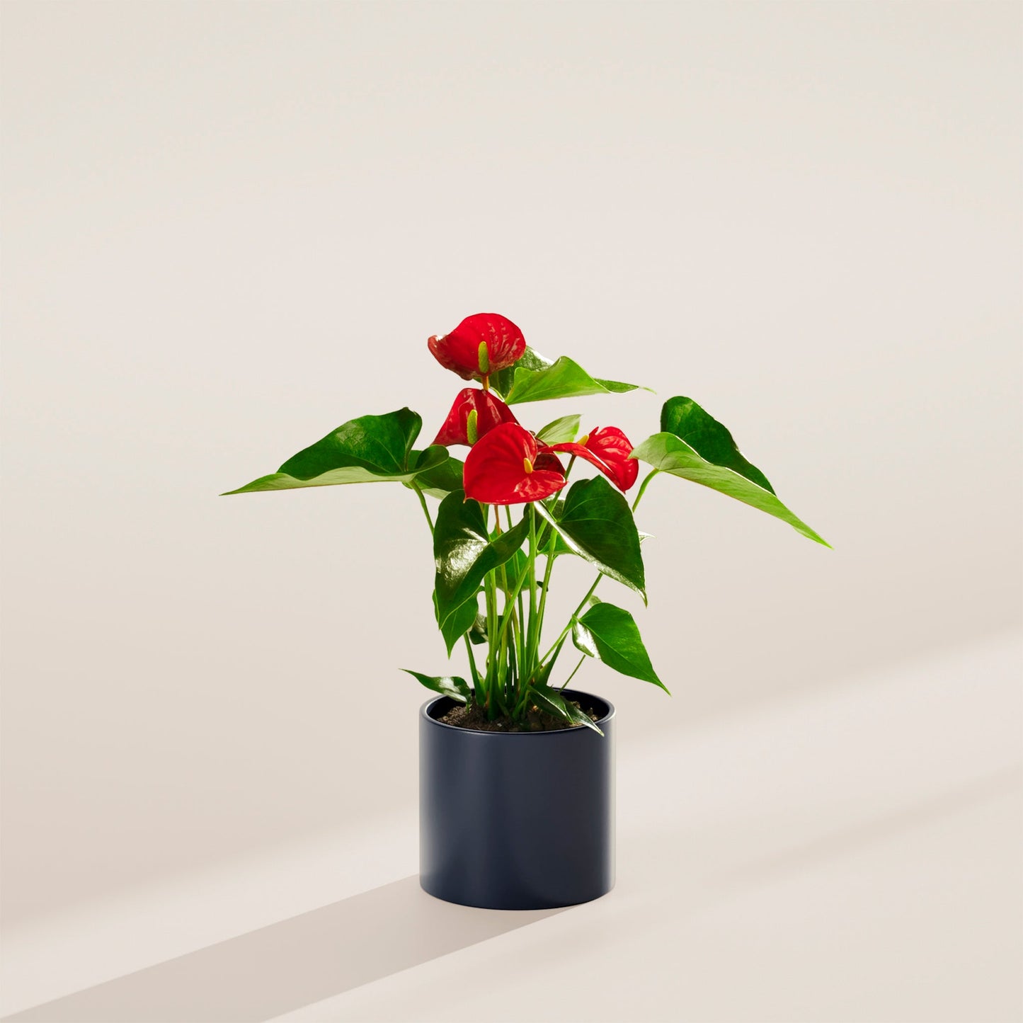 Flamingo Flower