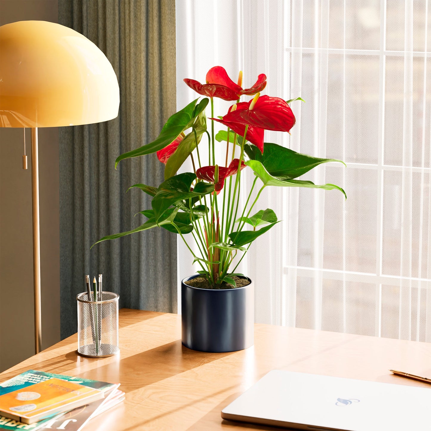 Flamingo Flower
