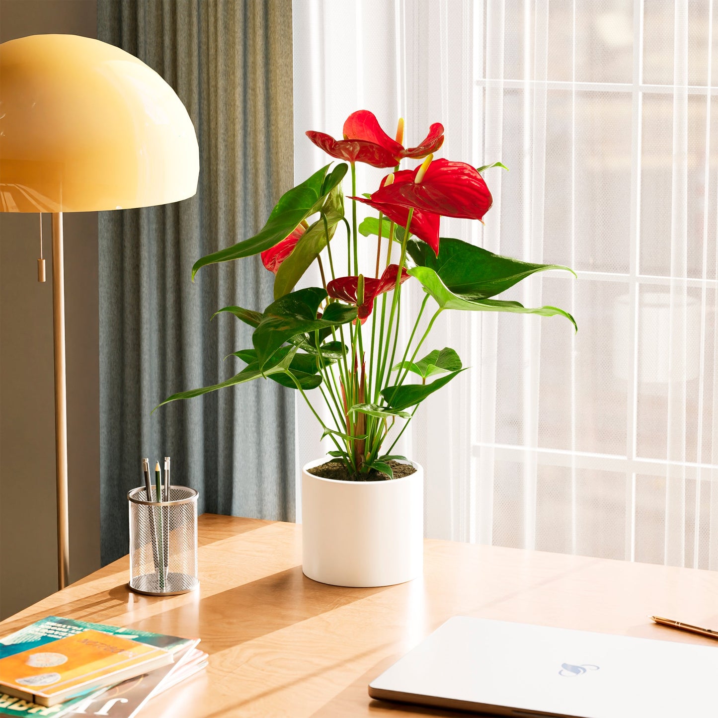 Flamingo Flower