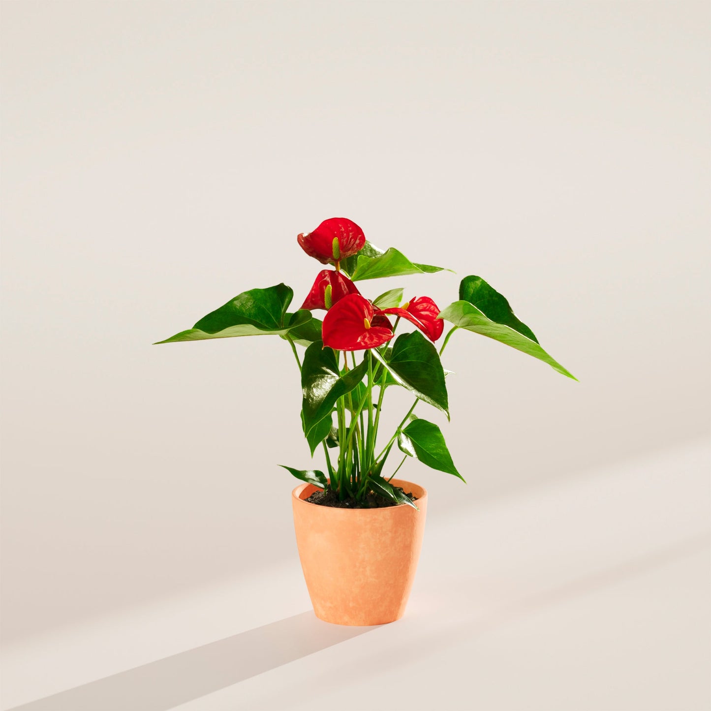 Flamingo Flower