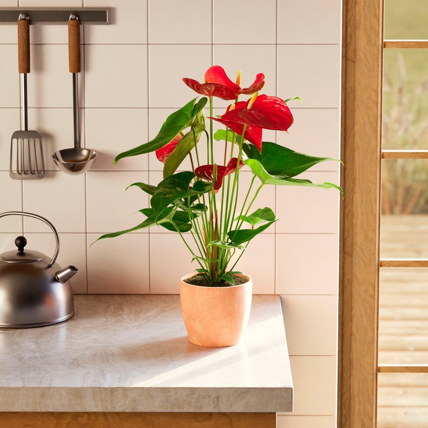 Flamingo Flower