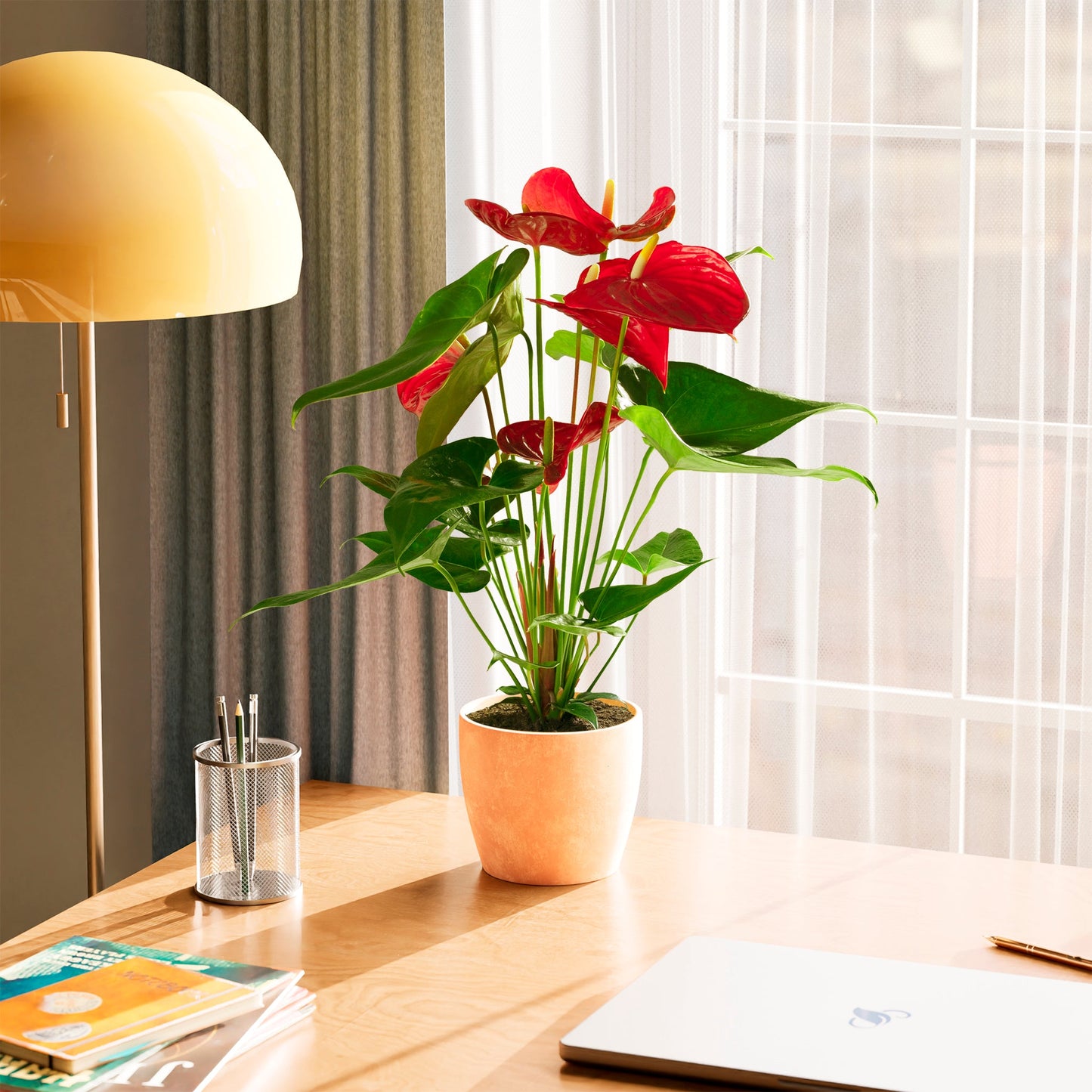 Flamingo Flower