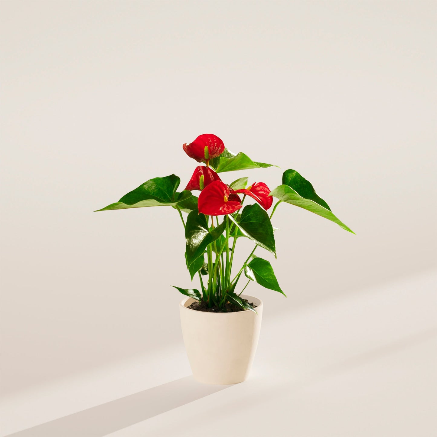 Flamingo Flower
