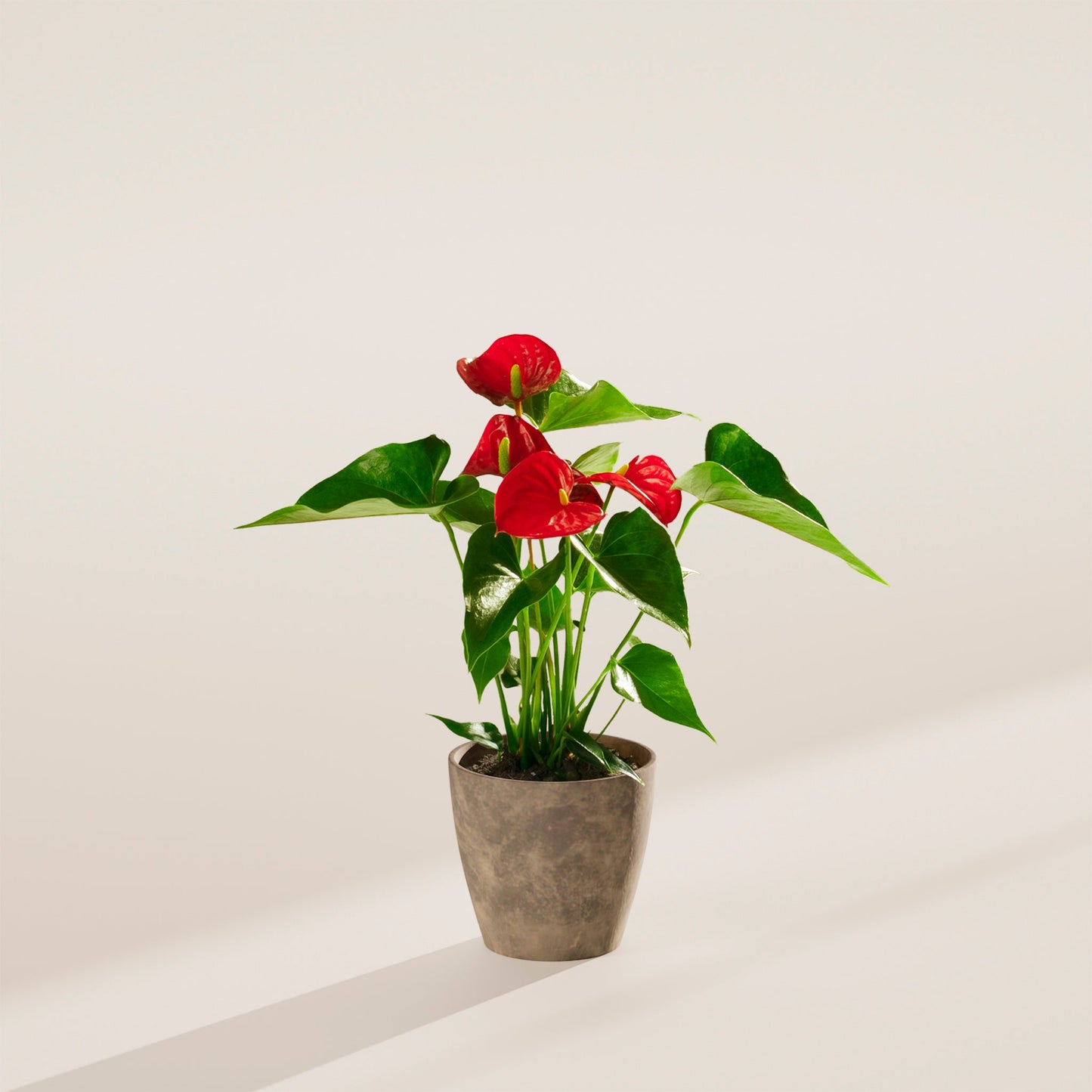 Flamingo Flower