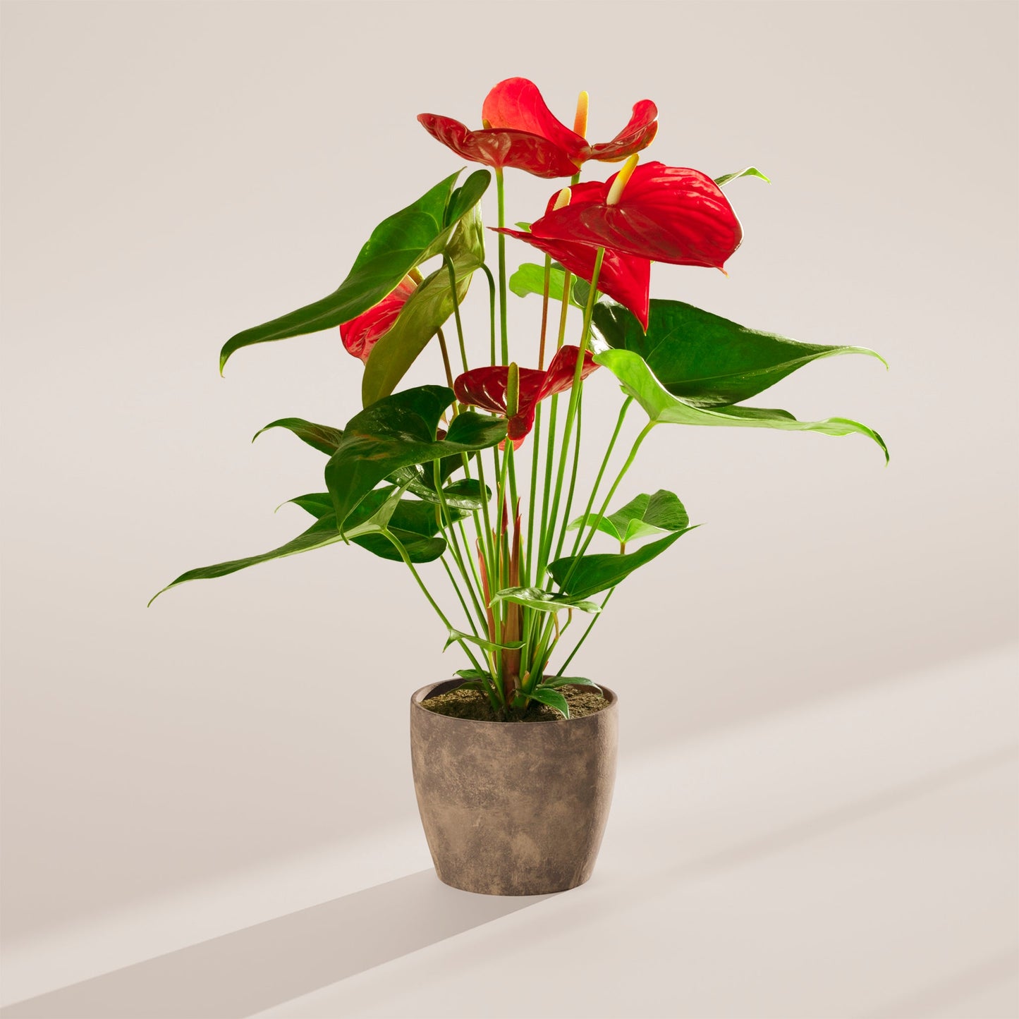 Flamingo Flower