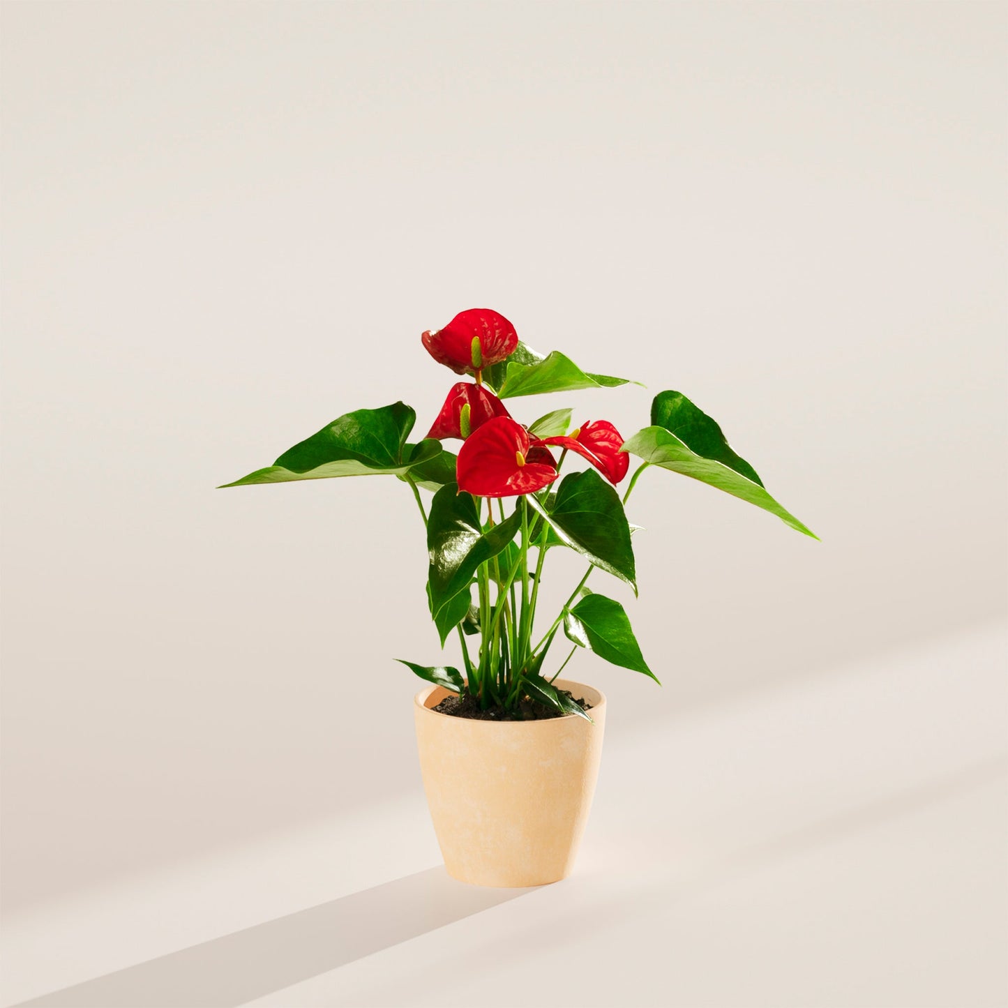 Flamingo Flower