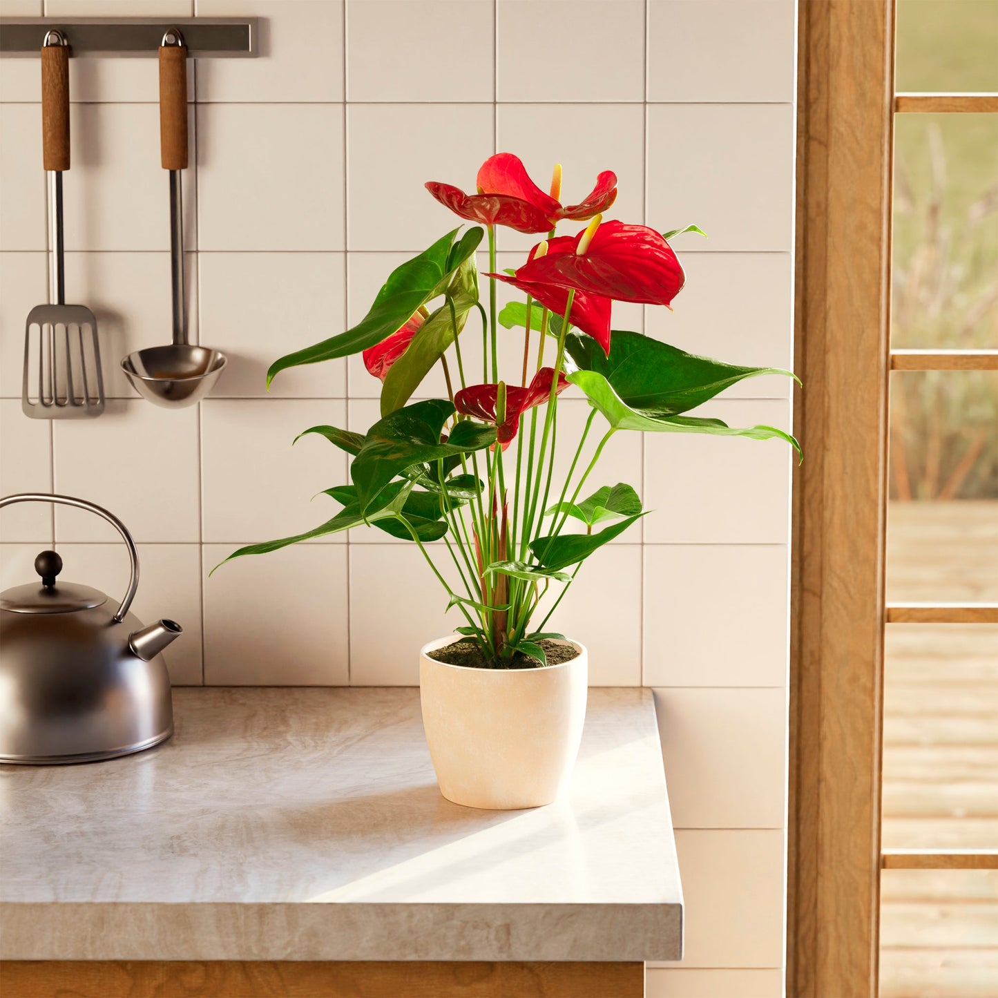 Flamingo Flower