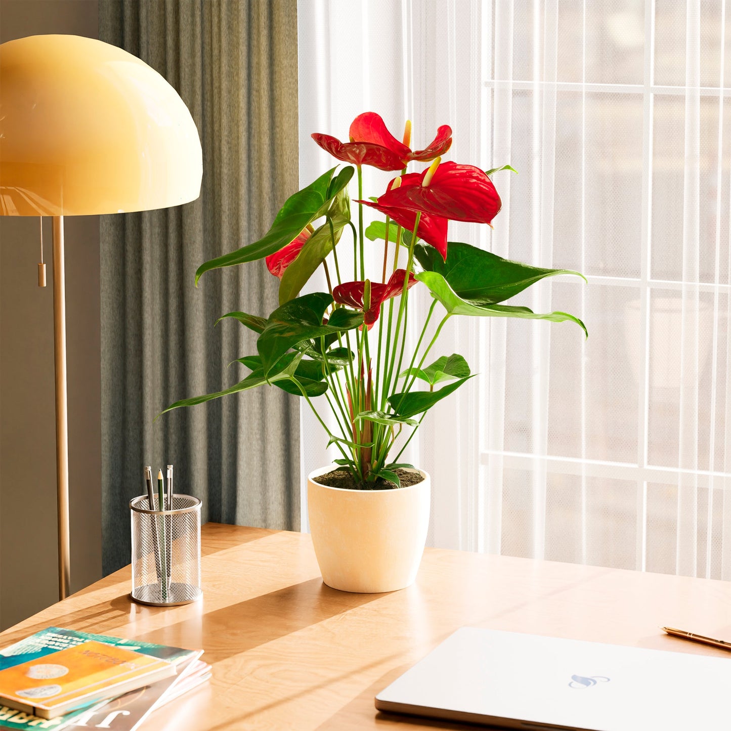 Flamingo Flower