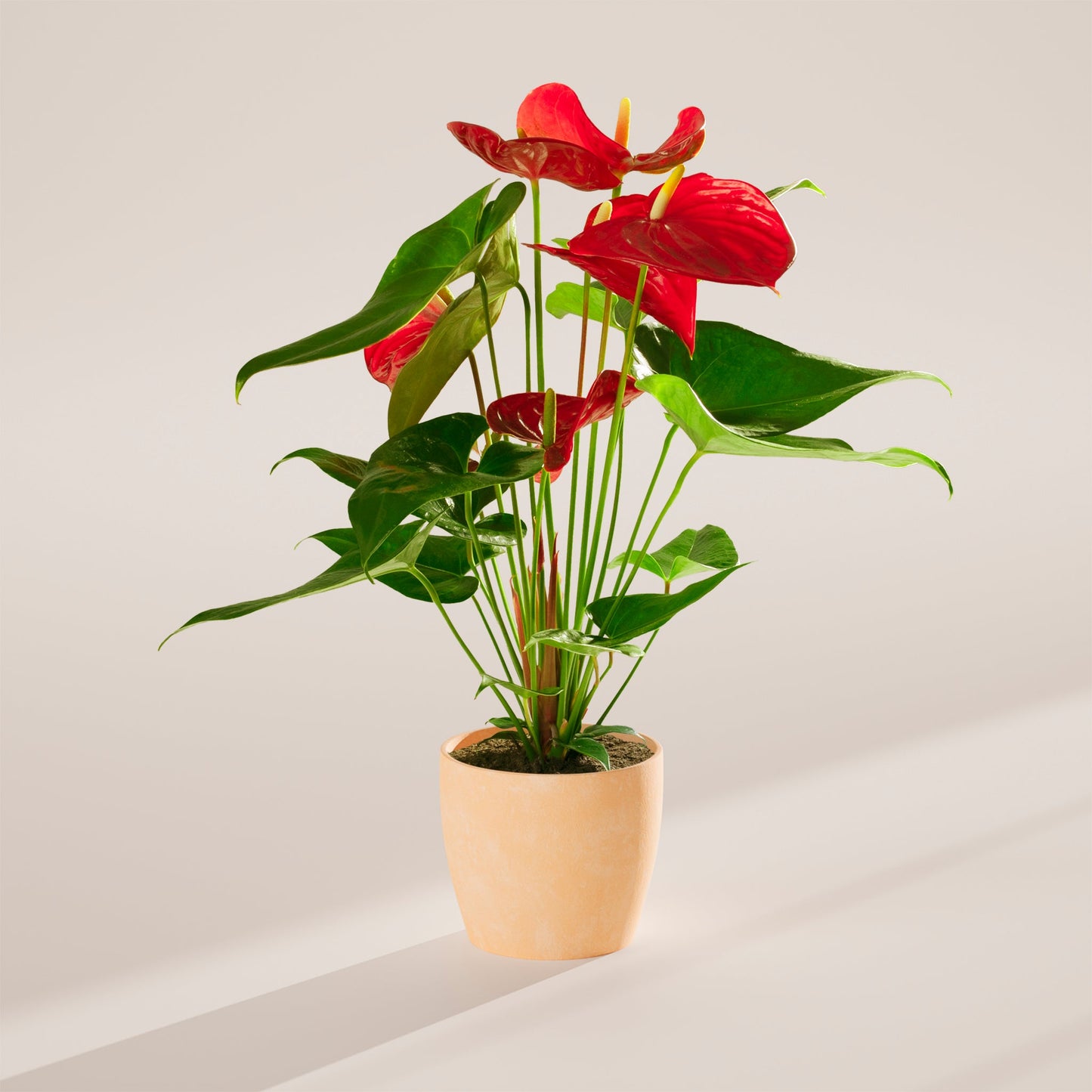 Flamingo Flower