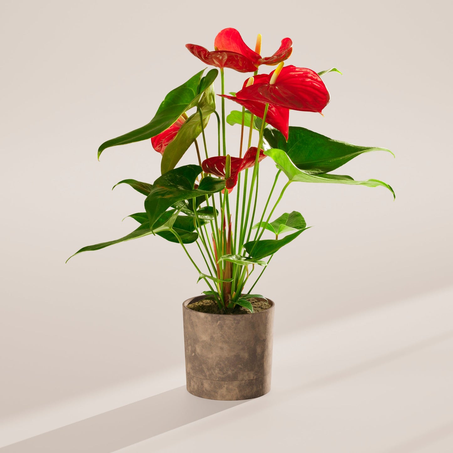 Flamingo Flower