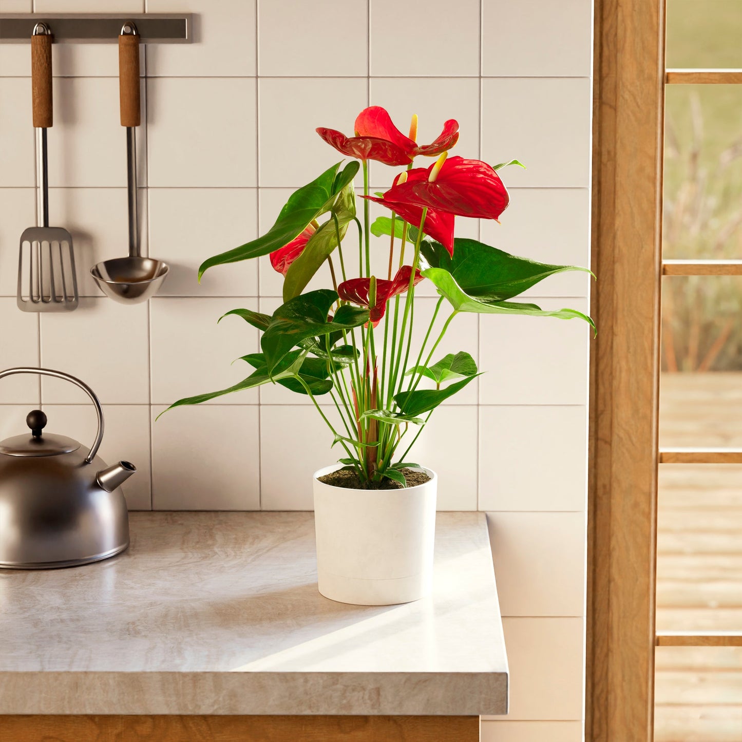 Flamingo Flower