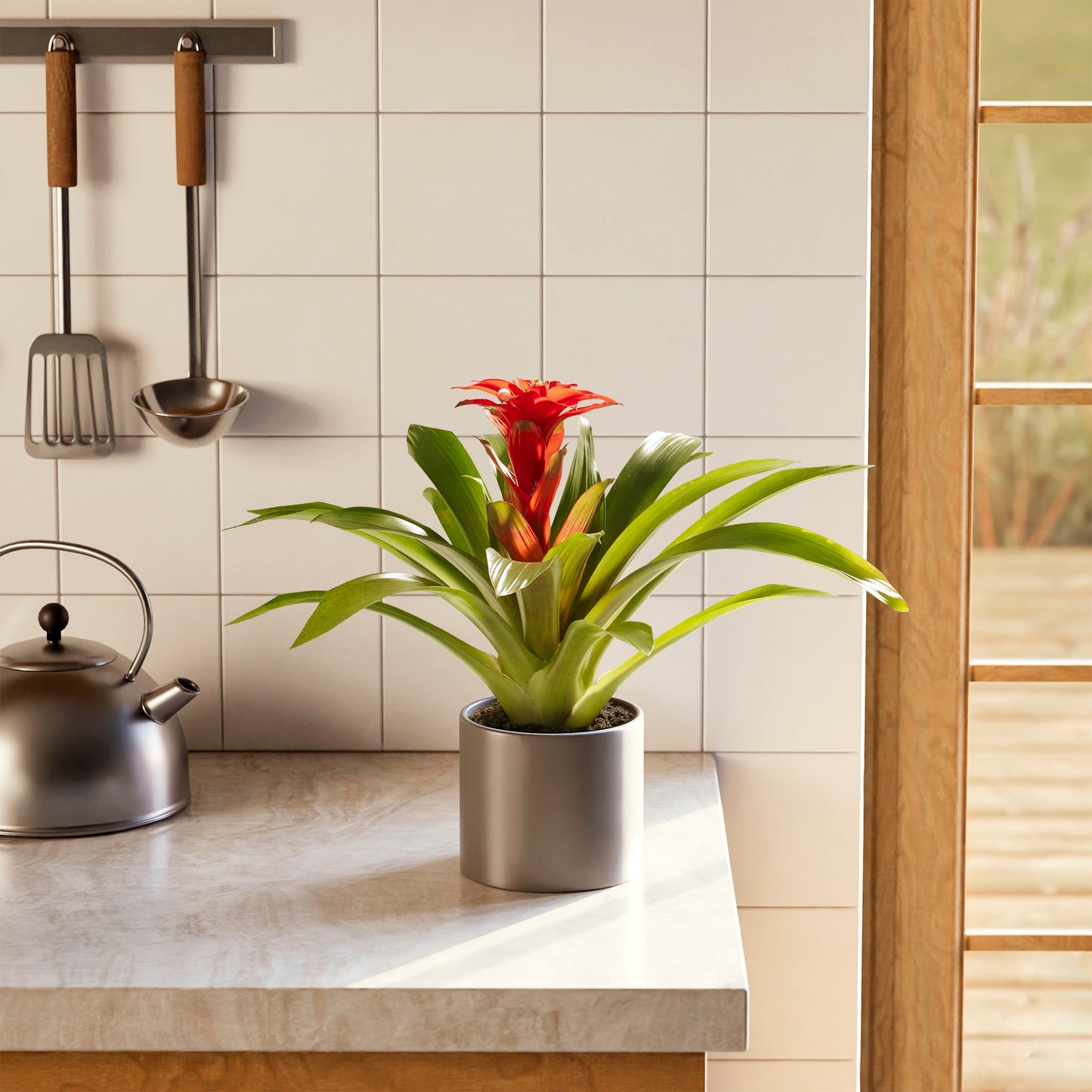 Bromeliad Guzmania